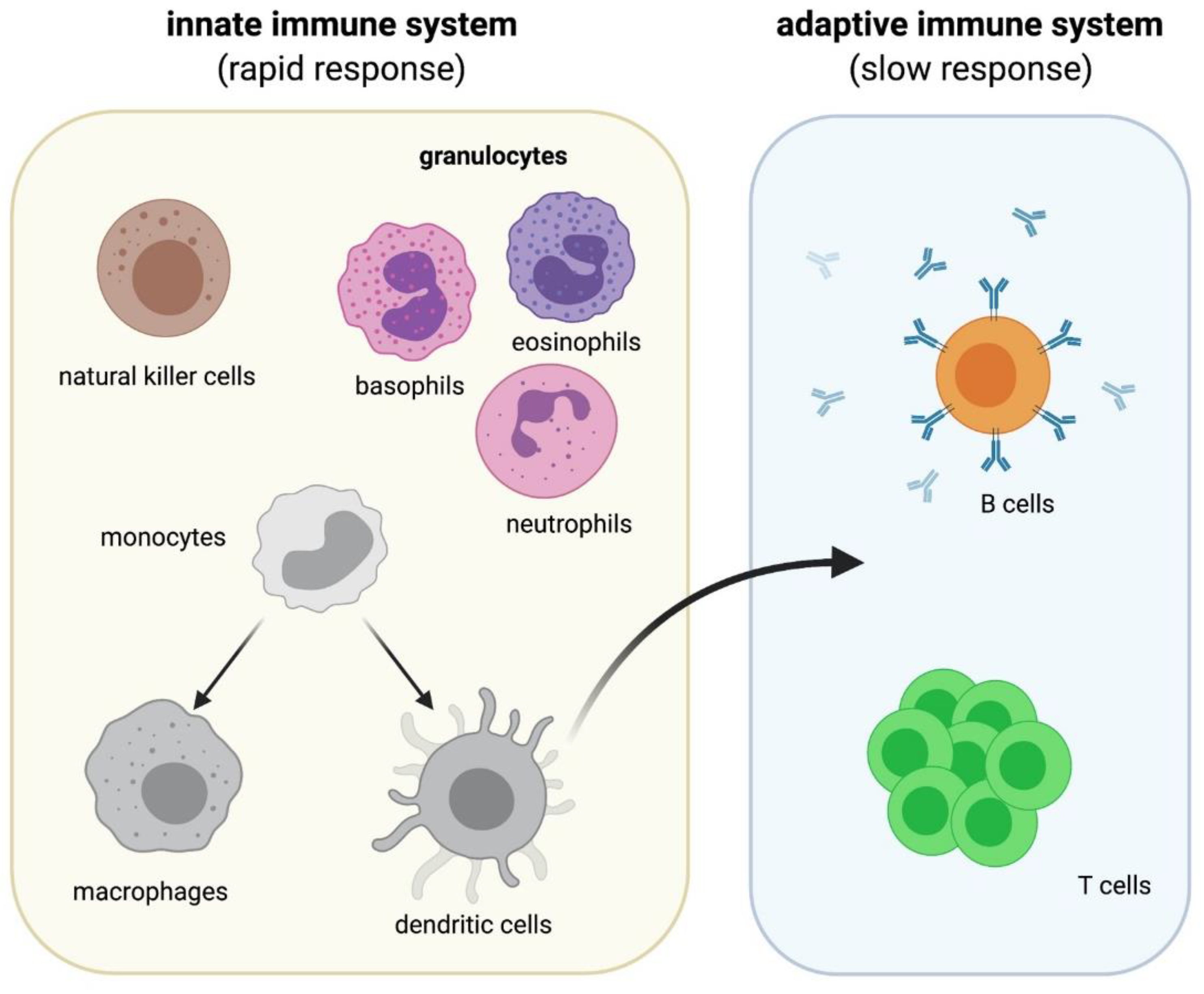 Cells 10 01941 g002