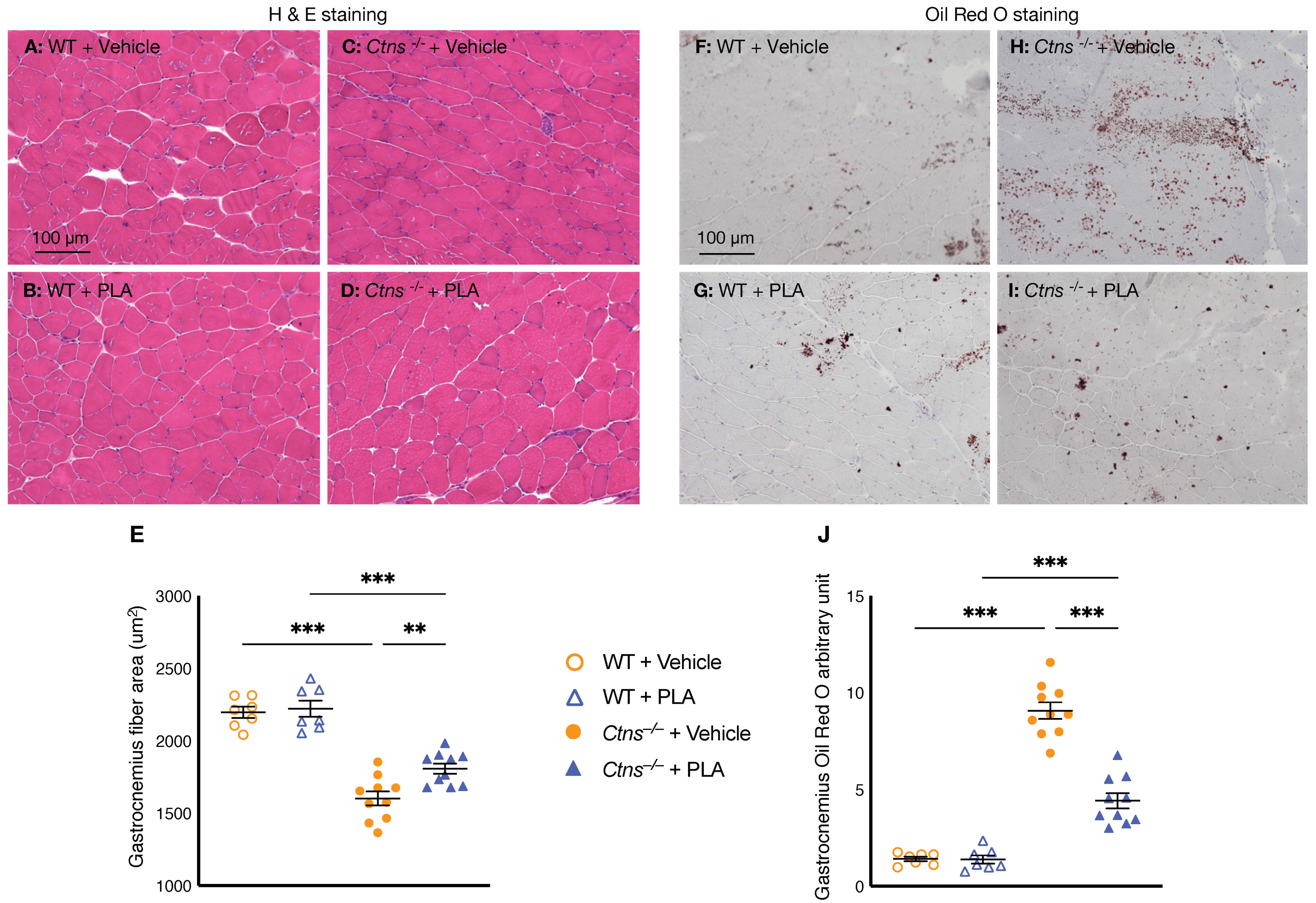 Cells 10 01954 g005 Cells 10 01954 g005