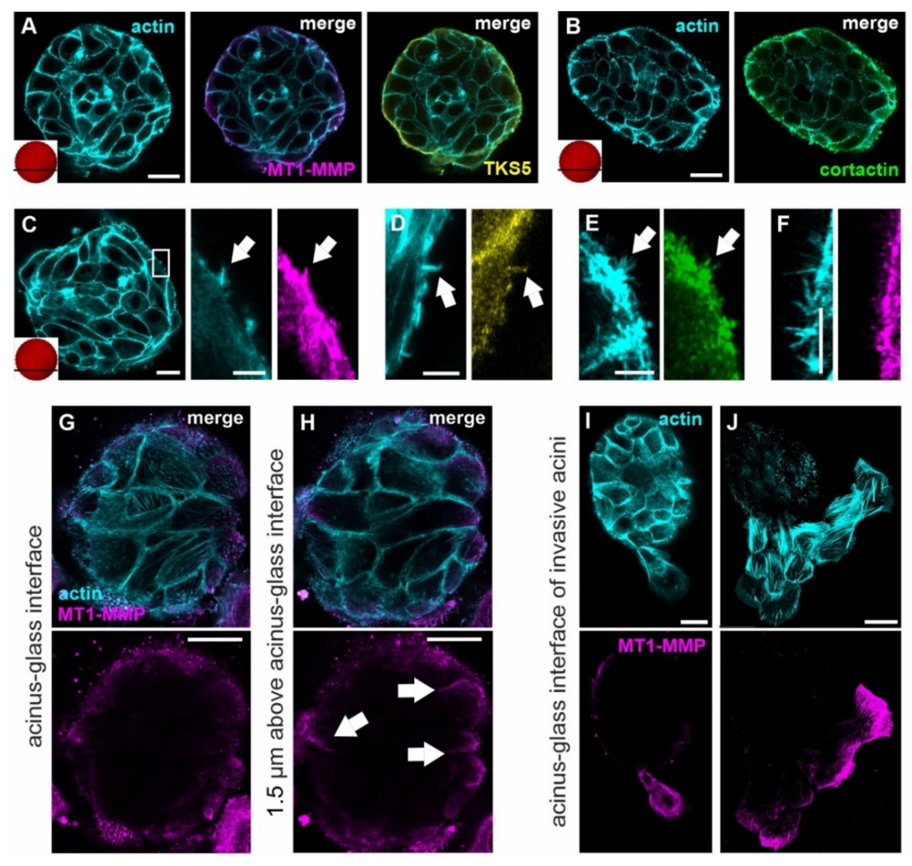 Cells 10 01979 g003 Cells 10 01979 g003