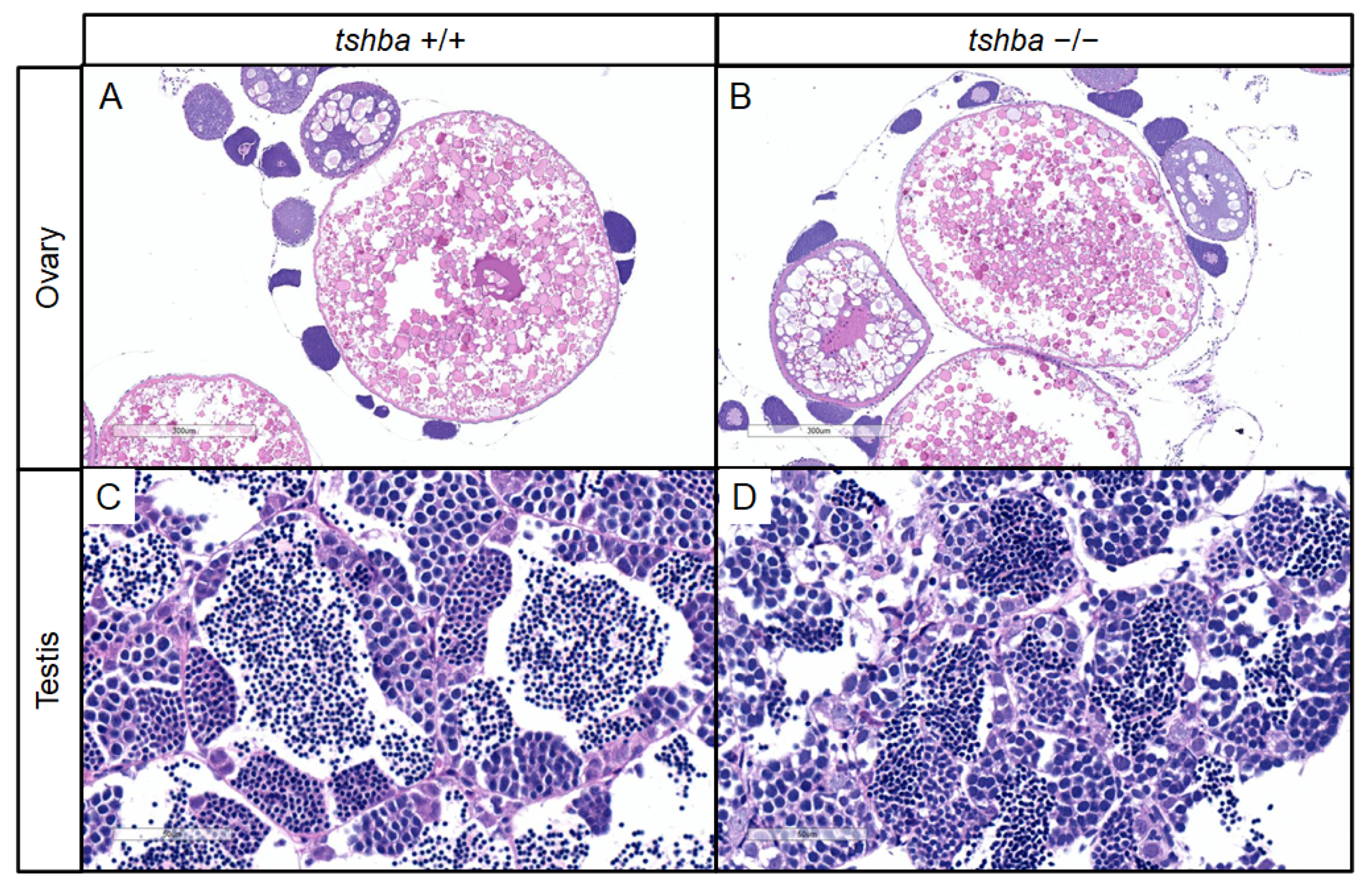 Cells 10 01984 g005a Cells 10 01984 g005a