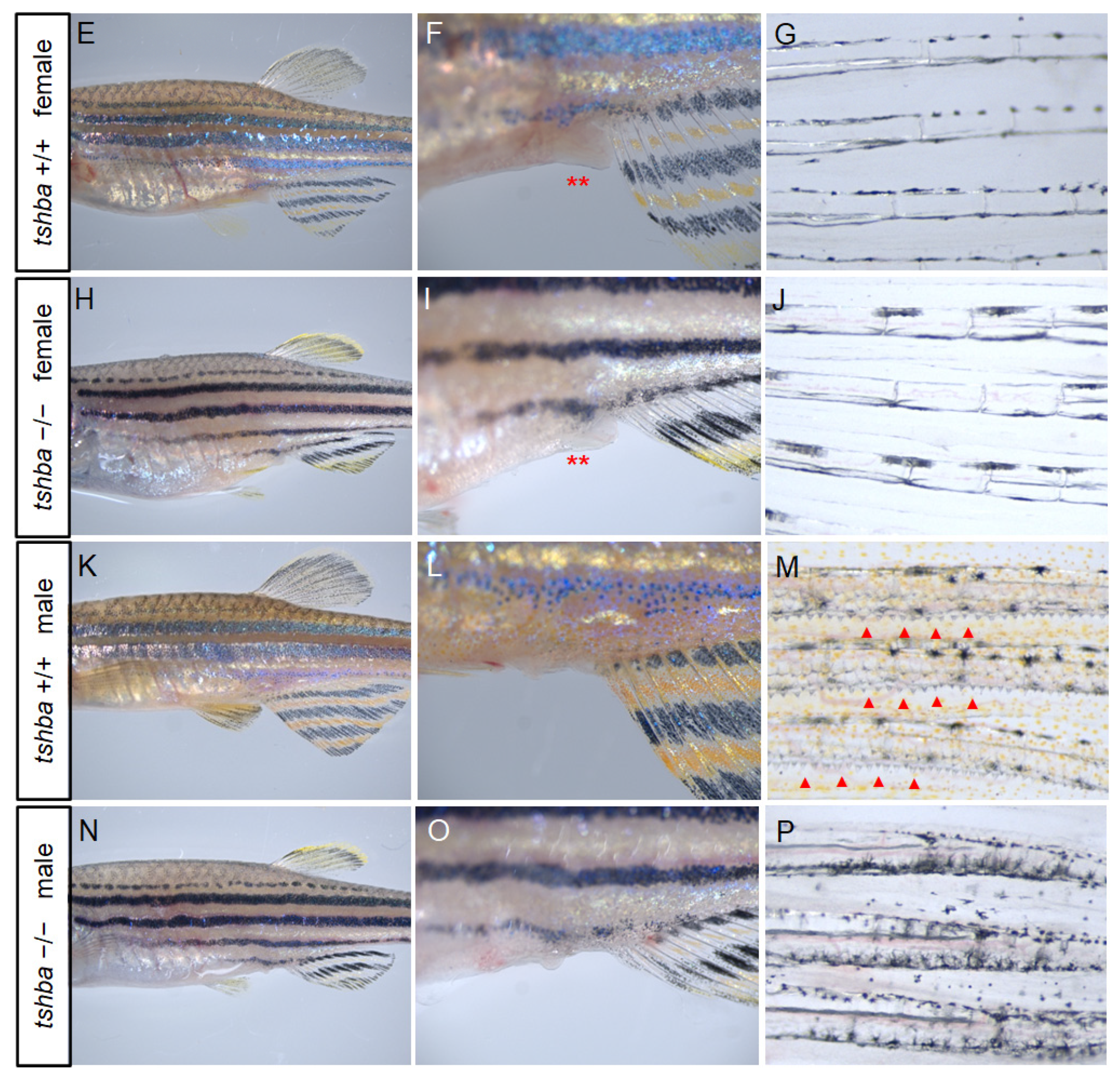 Cells 10 01984 g005b Cells 10 01984 g005b
