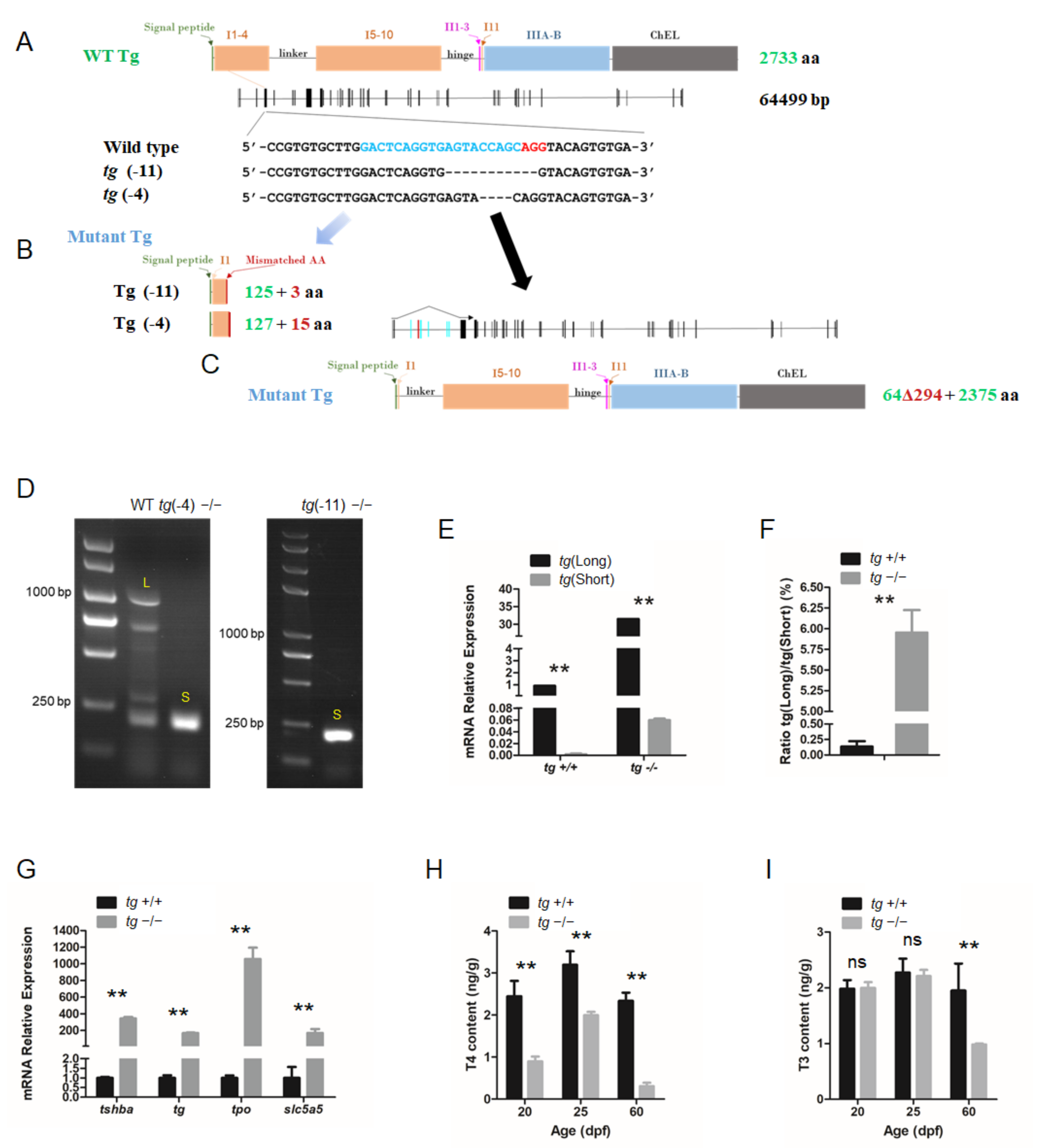 Cells 10 01984 g006 Cells 10 01984 g006