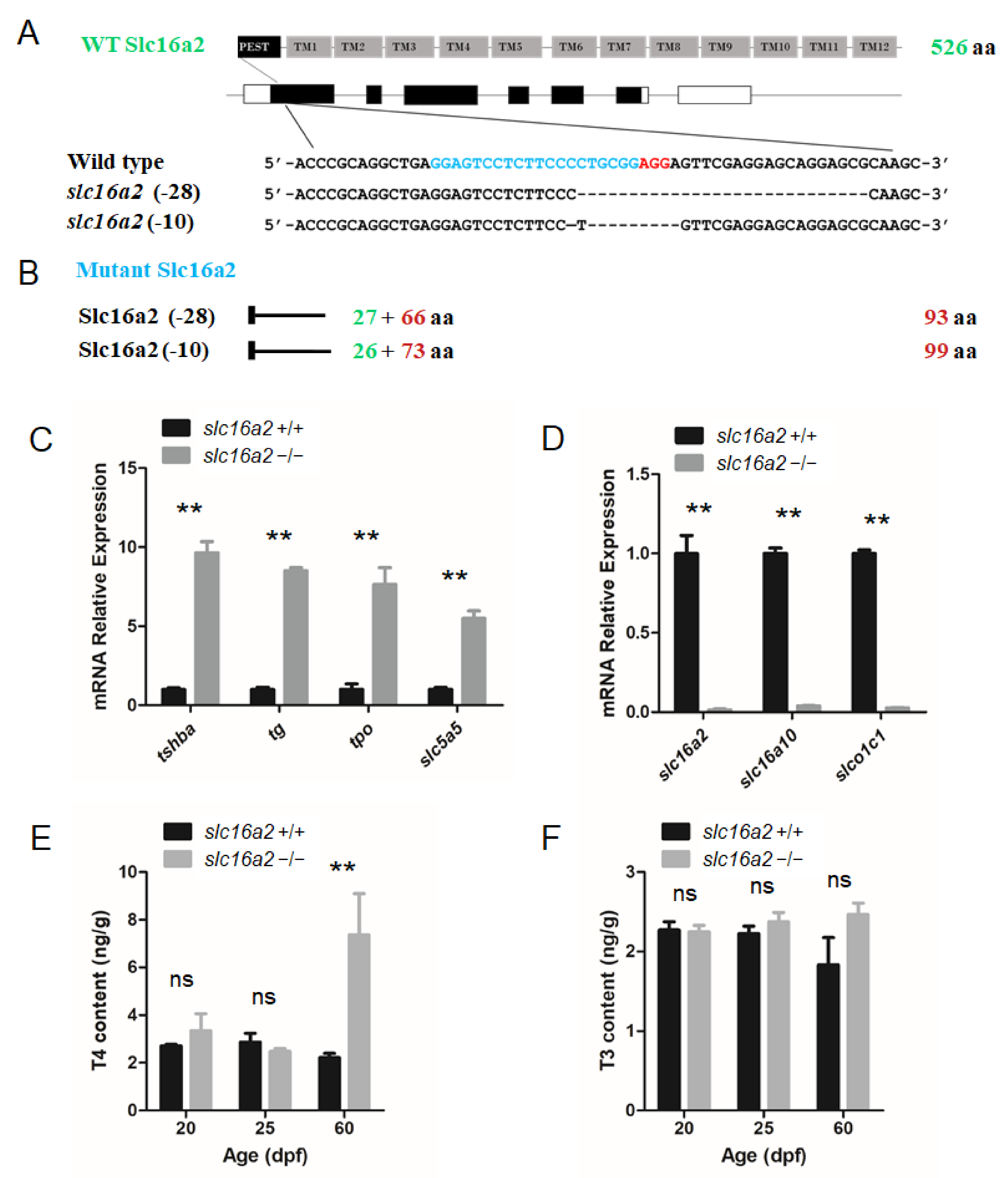 Cells 10 01984 g007 Cells 10 01984 g007