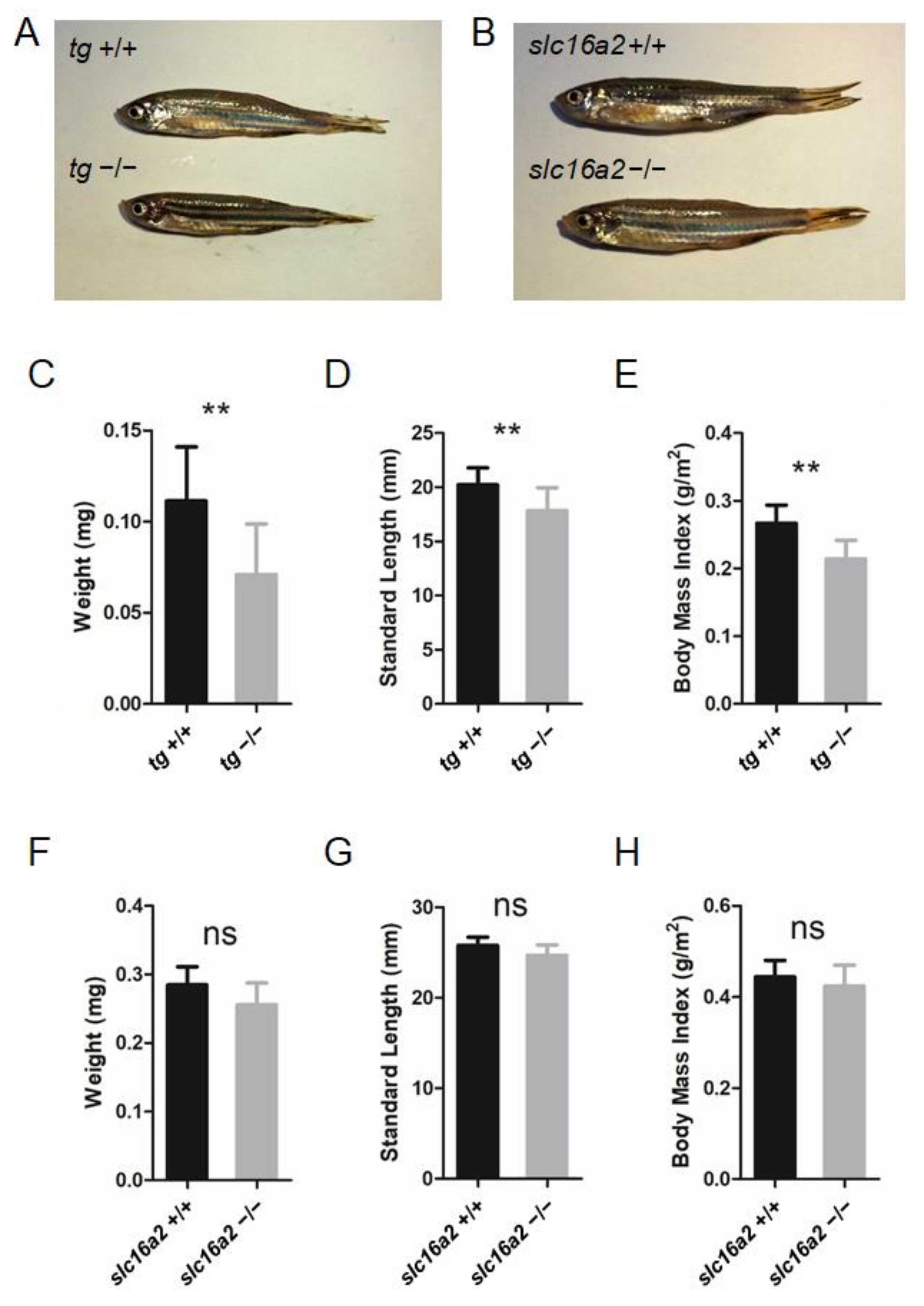 Cells 10 01984 g008 Cells 10 01984 g008