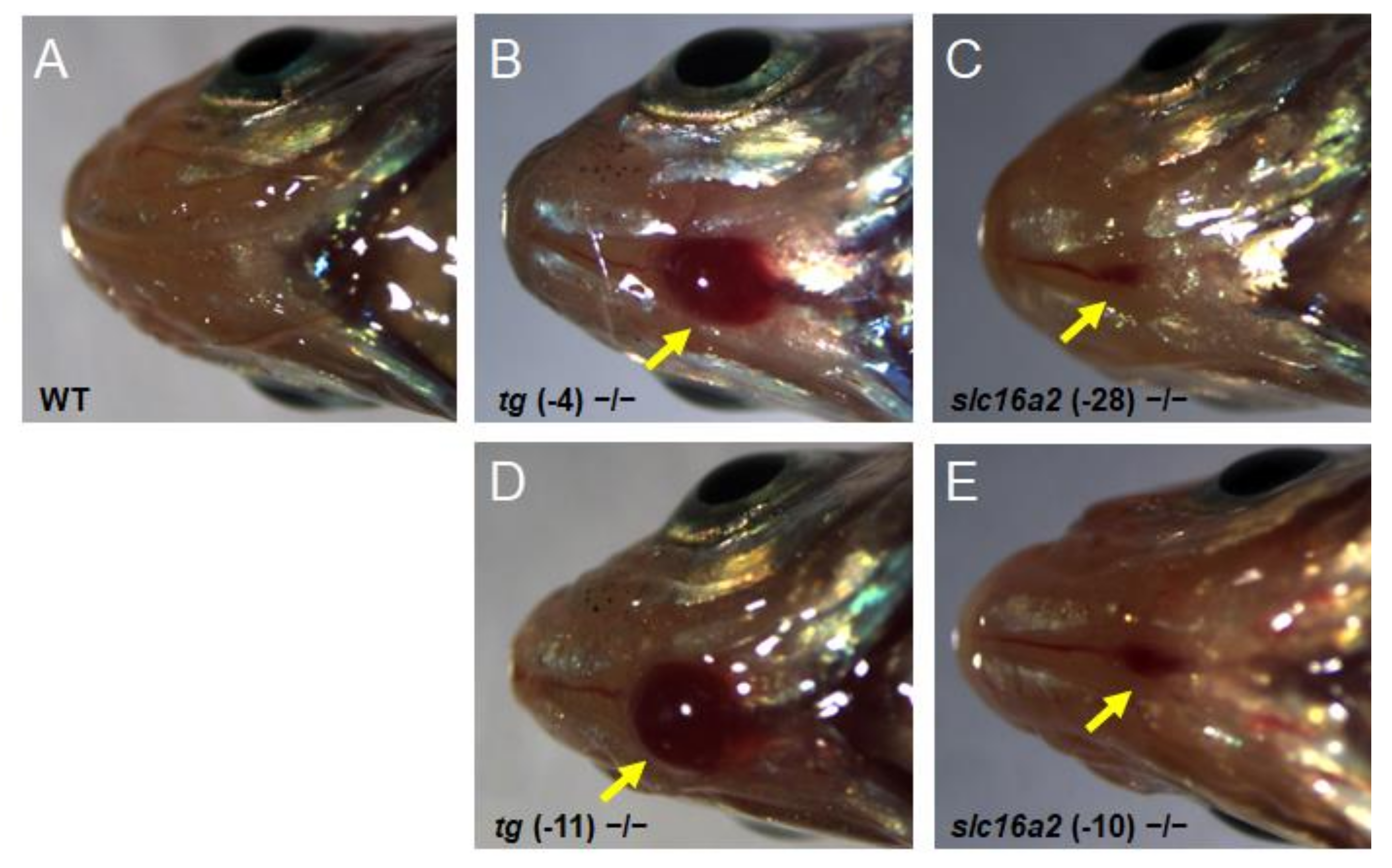 Cells 10 01984 g009 Cells 10 01984 g009