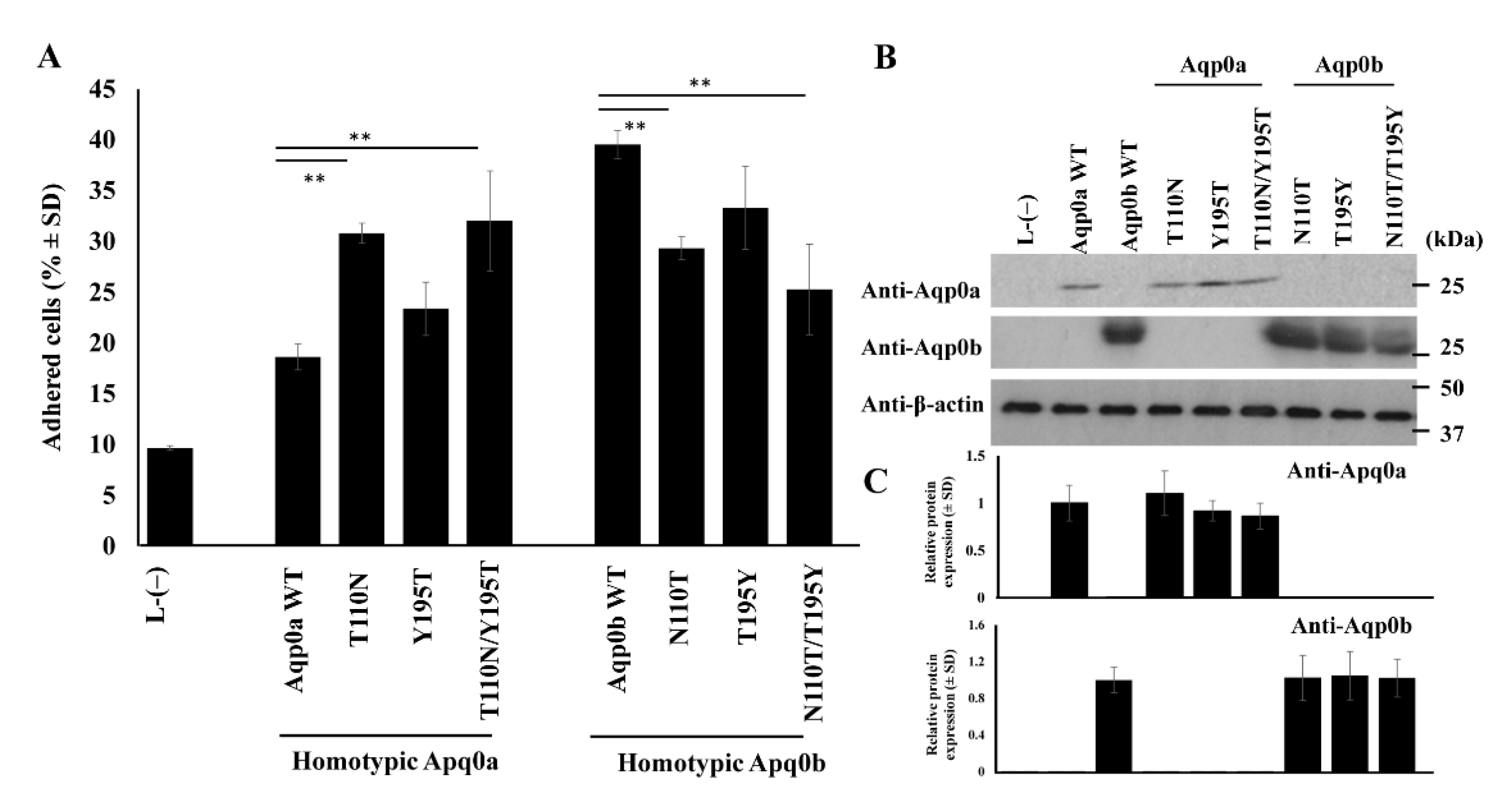 Cells 10 02005 g003 Cells 10 02005 g003