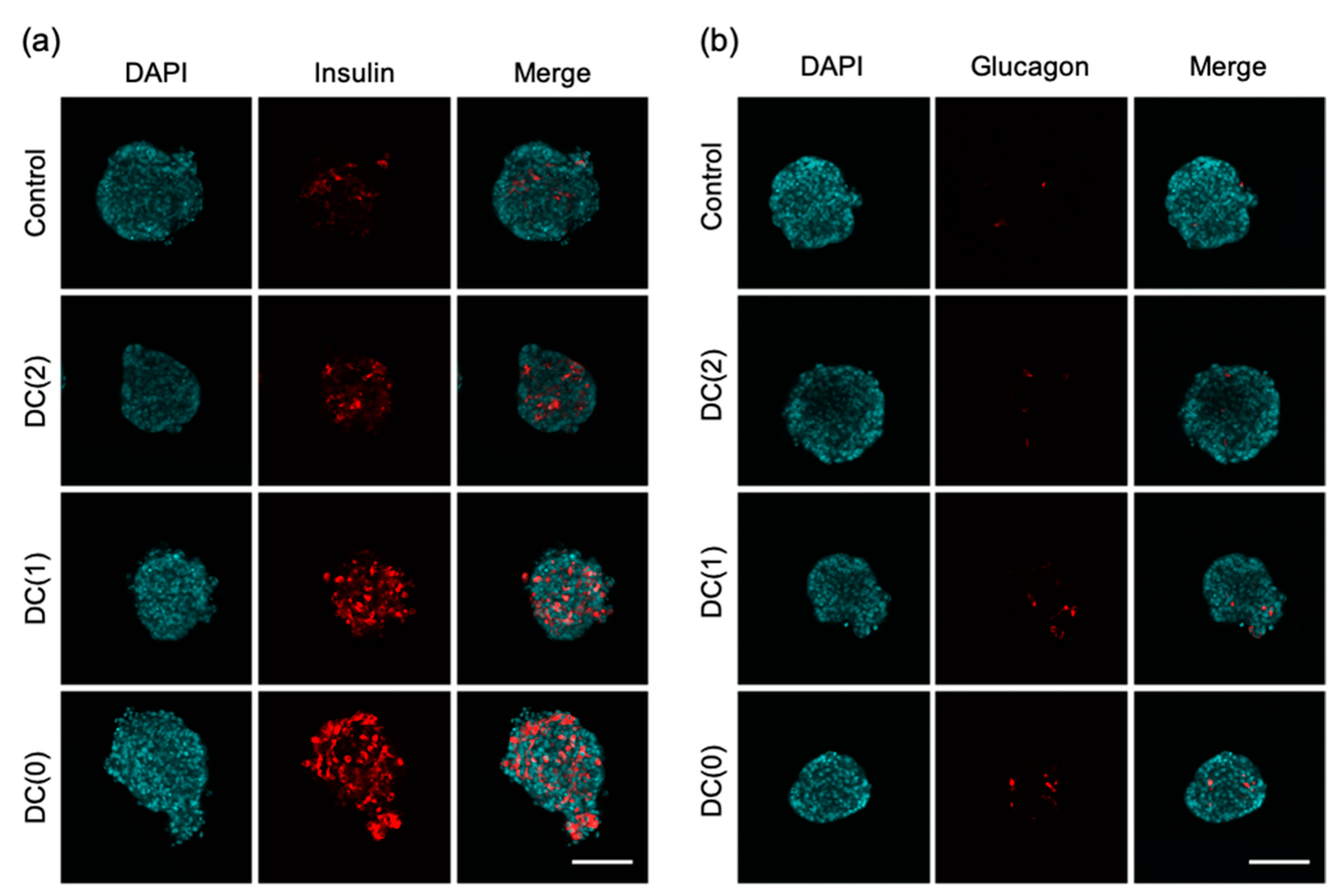 Cells 10 02017 g005 Cells 10 02017 g005