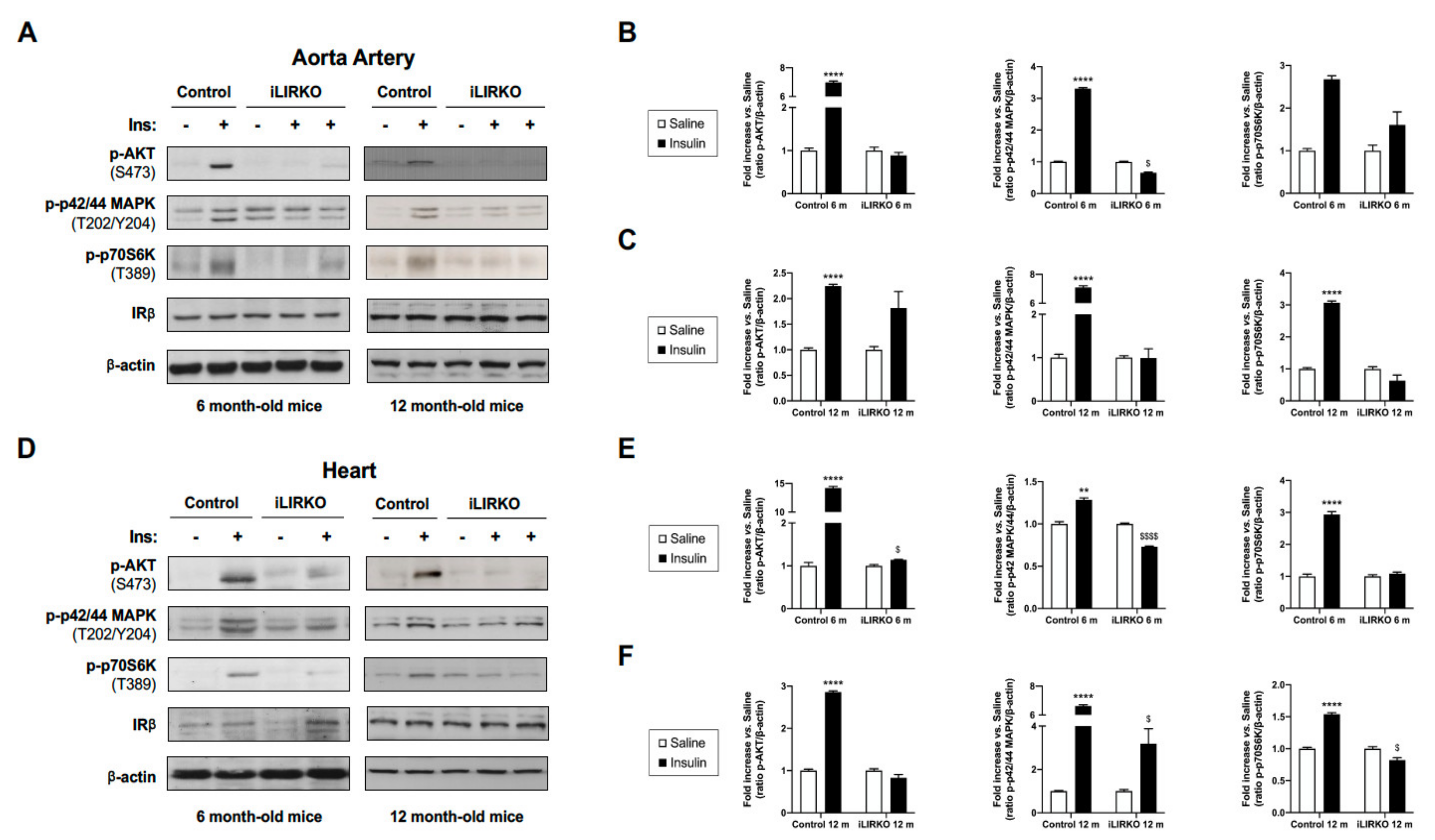 Cells 10 02035 g001 Cells 10 02035 g001