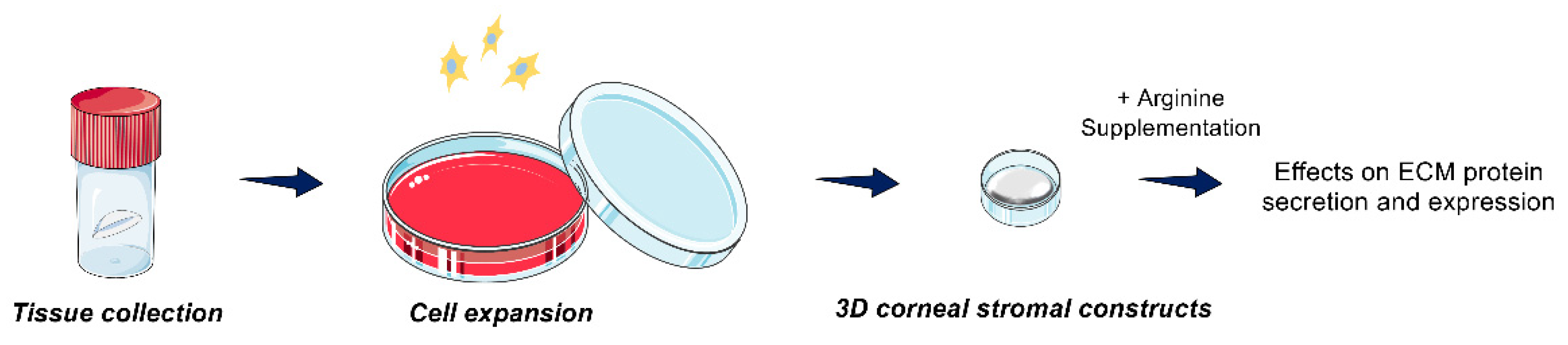 Cells 10 02076 g001