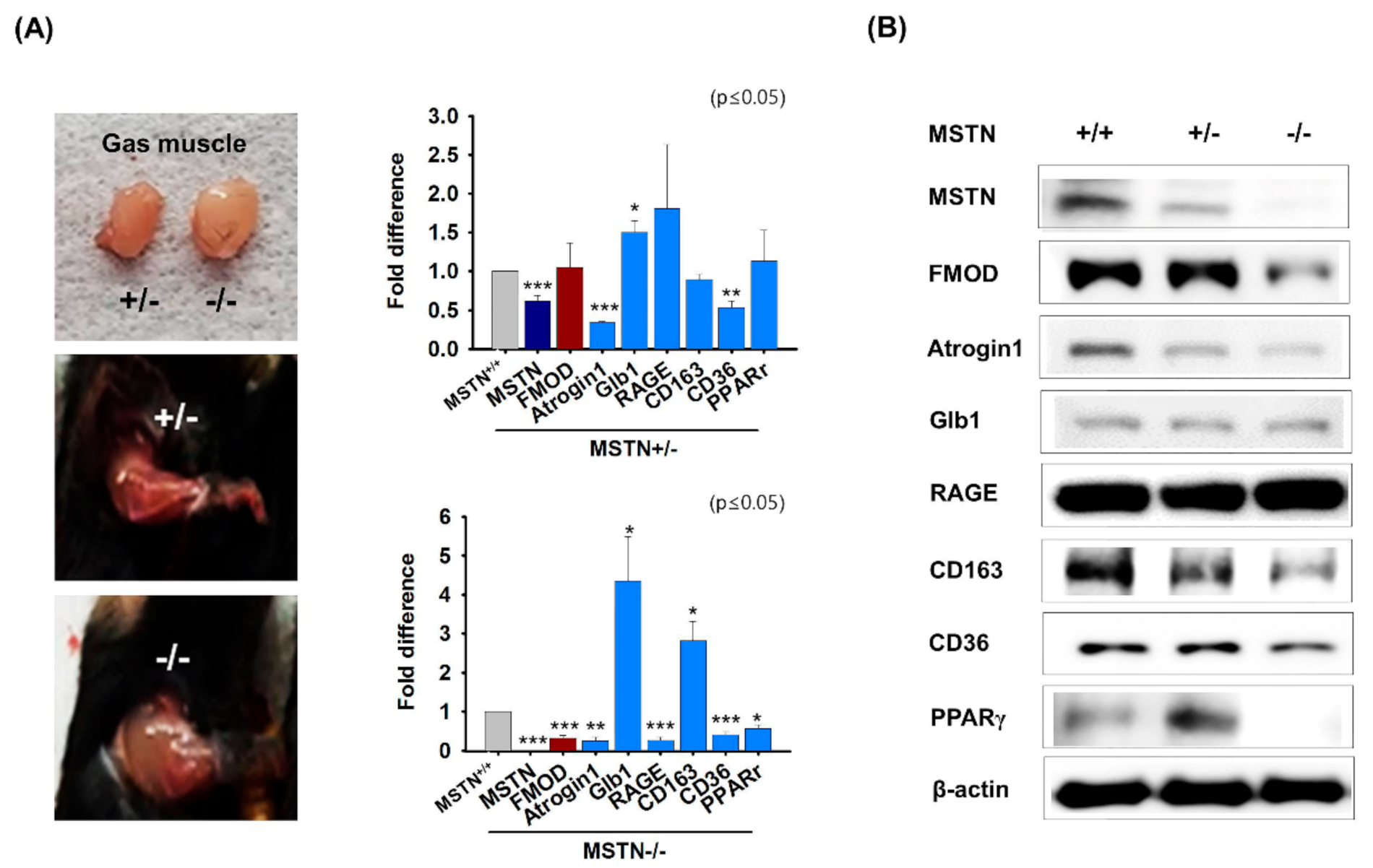 Cells 10 02083 g002 Cells 10 02083 g002