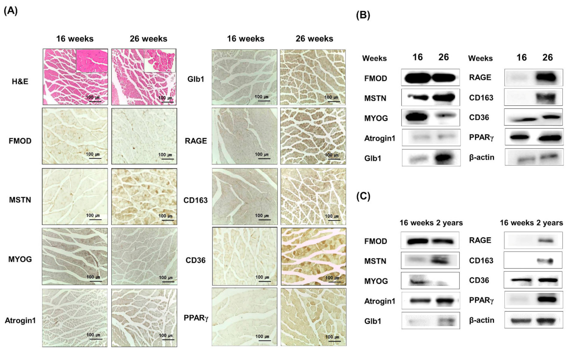 Cells 10 02083 g003 Cells 10 02083 g003