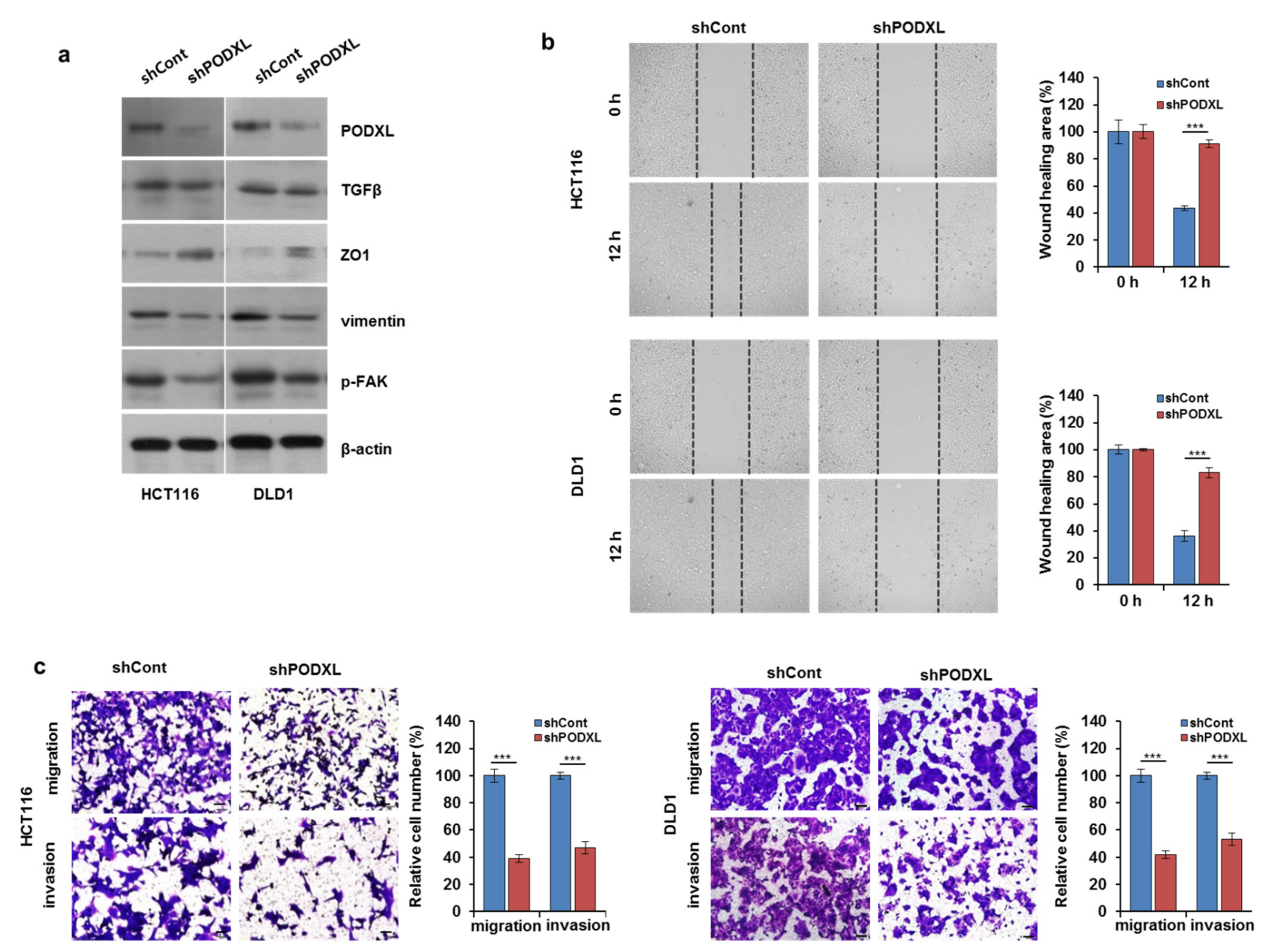 Cells 10 02087 g004 Cells 10 02087 g004