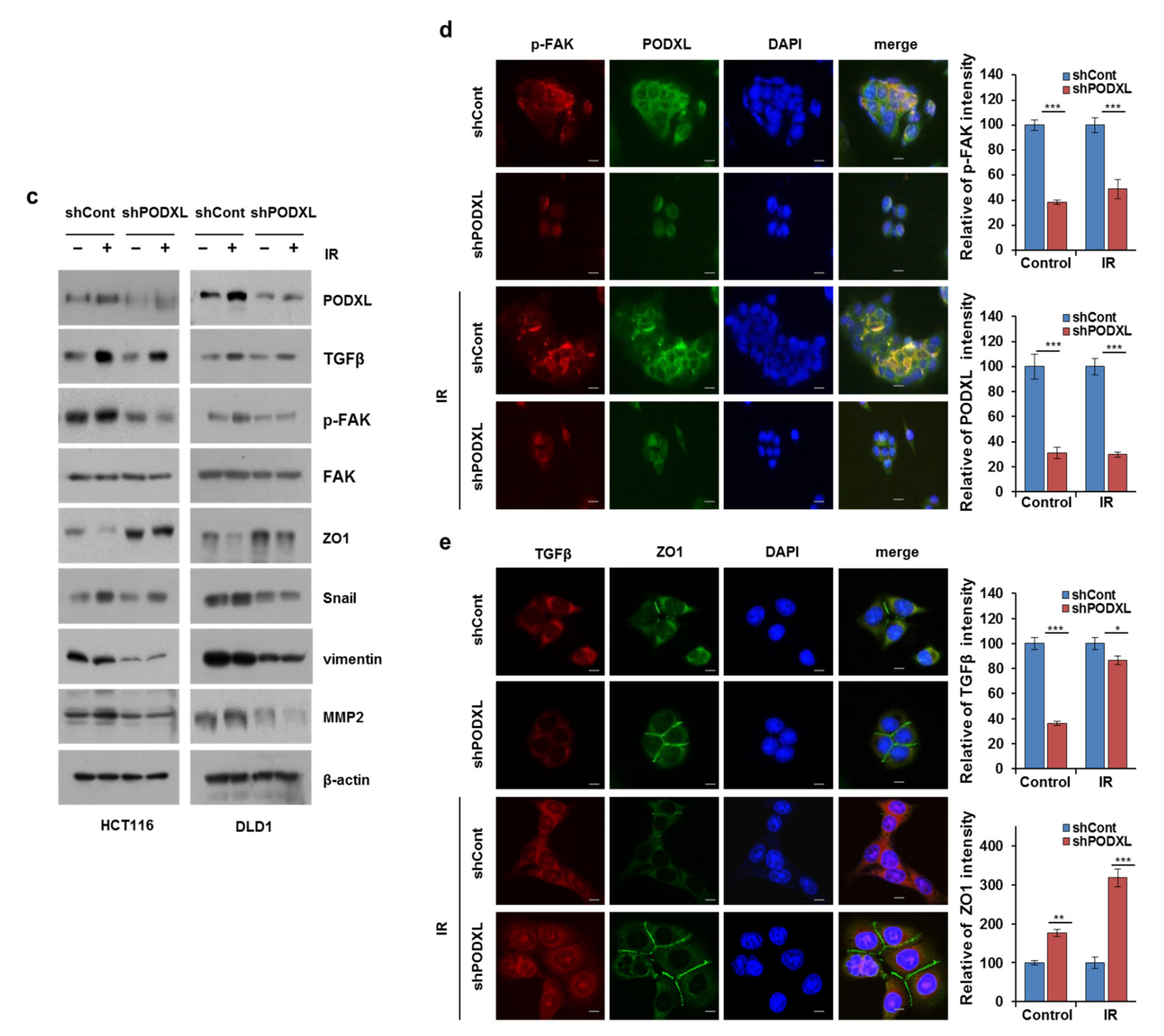 Cells 10 02087 g005b Cells 10 02087 g005b