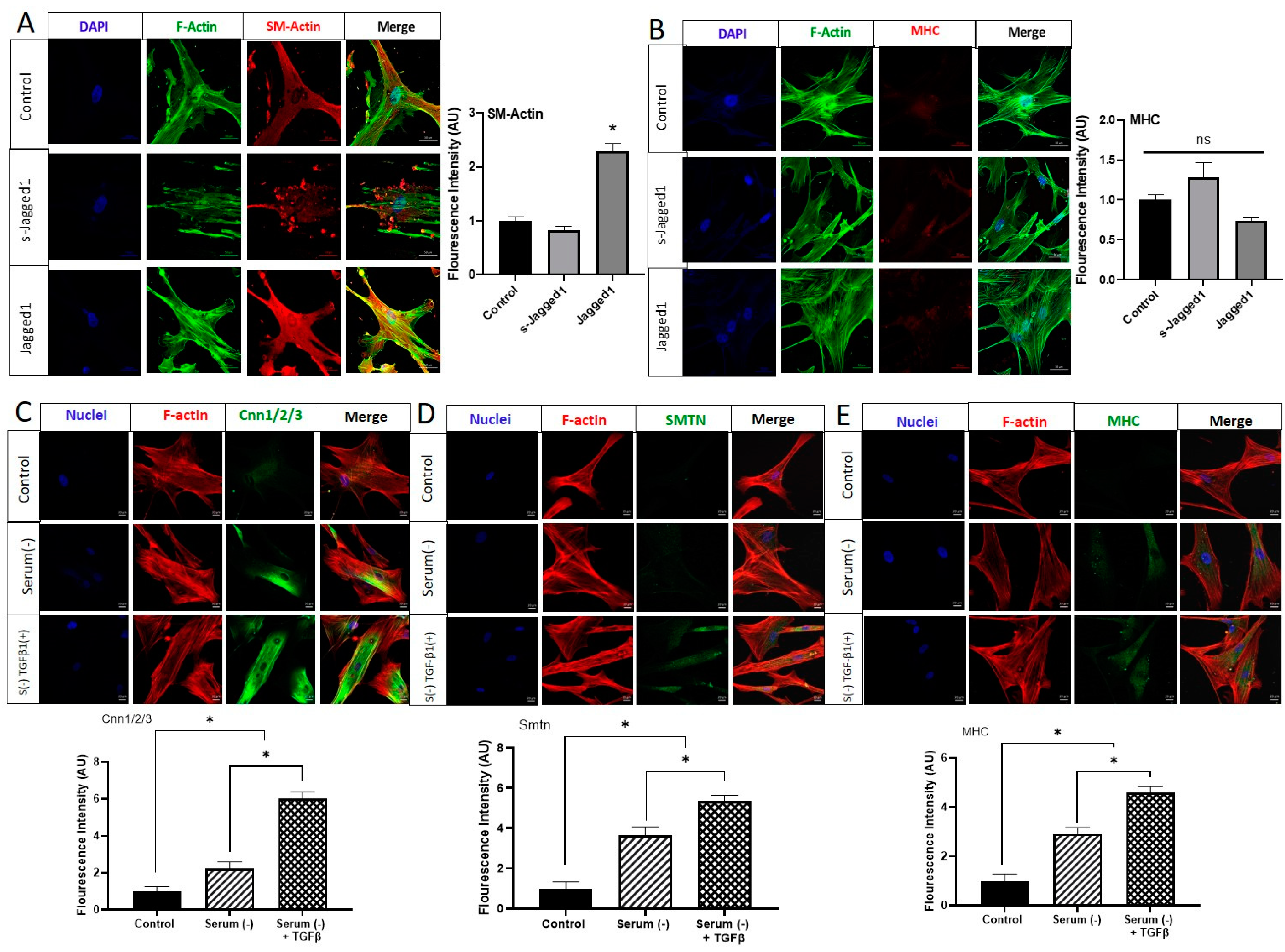 Cells 10 02089 g002 Cells 10 02089 g002