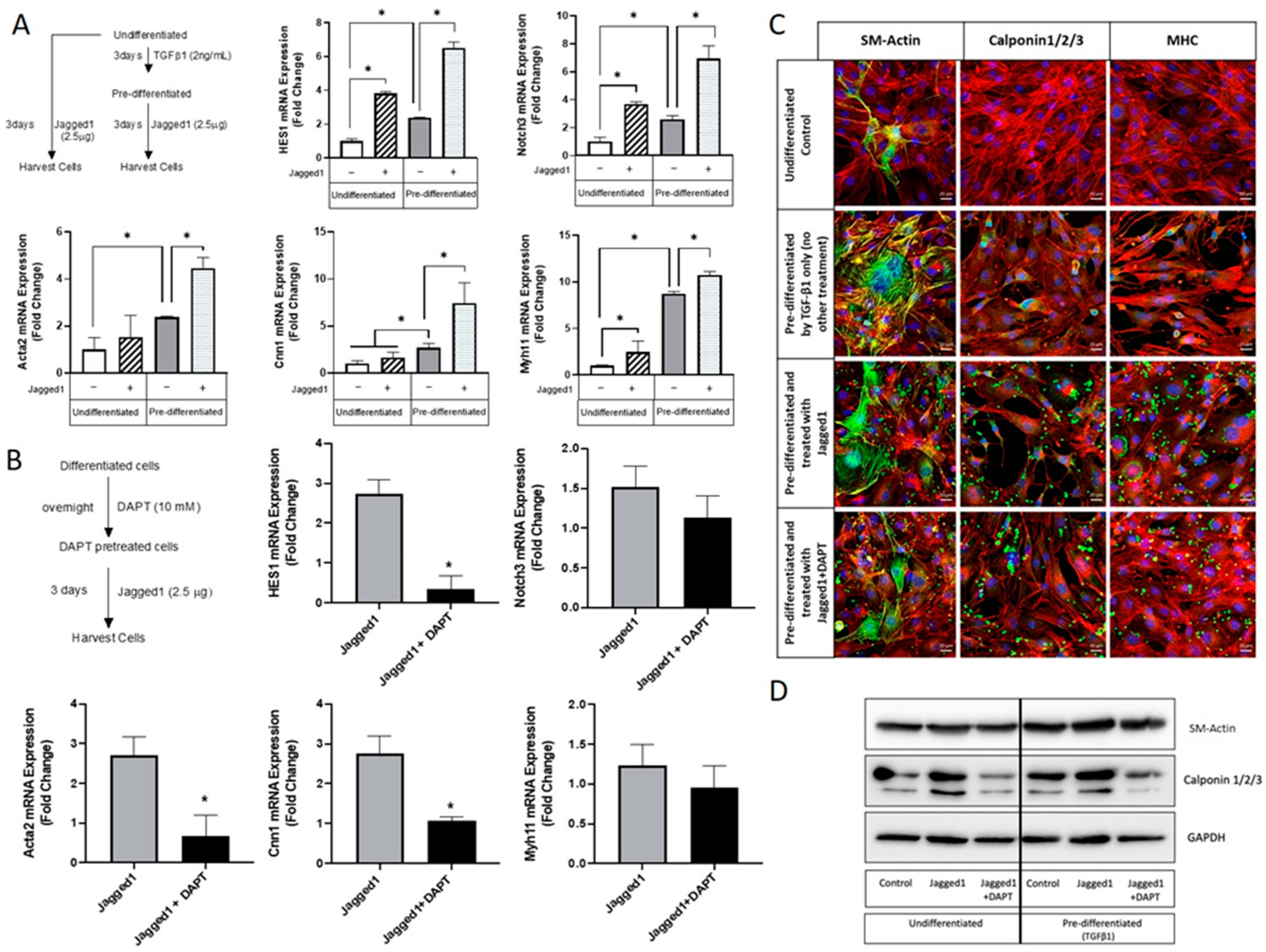 Cells 10 02089 g004 Cells 10 02089 g004