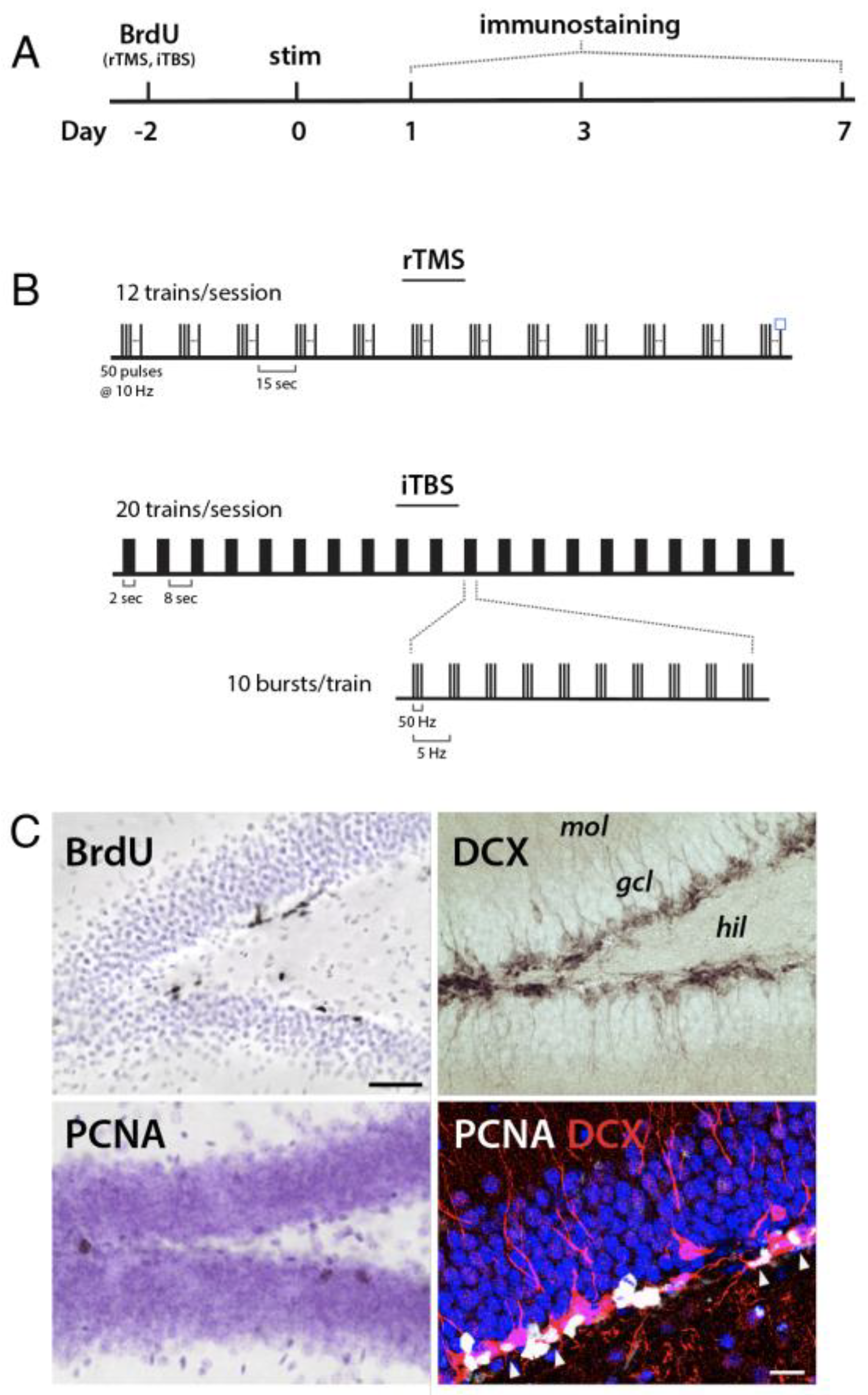 Cells 10 02090 g001 Cells 10 02090 g001