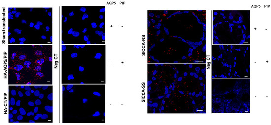 Cells 10 02108 g0a1 550