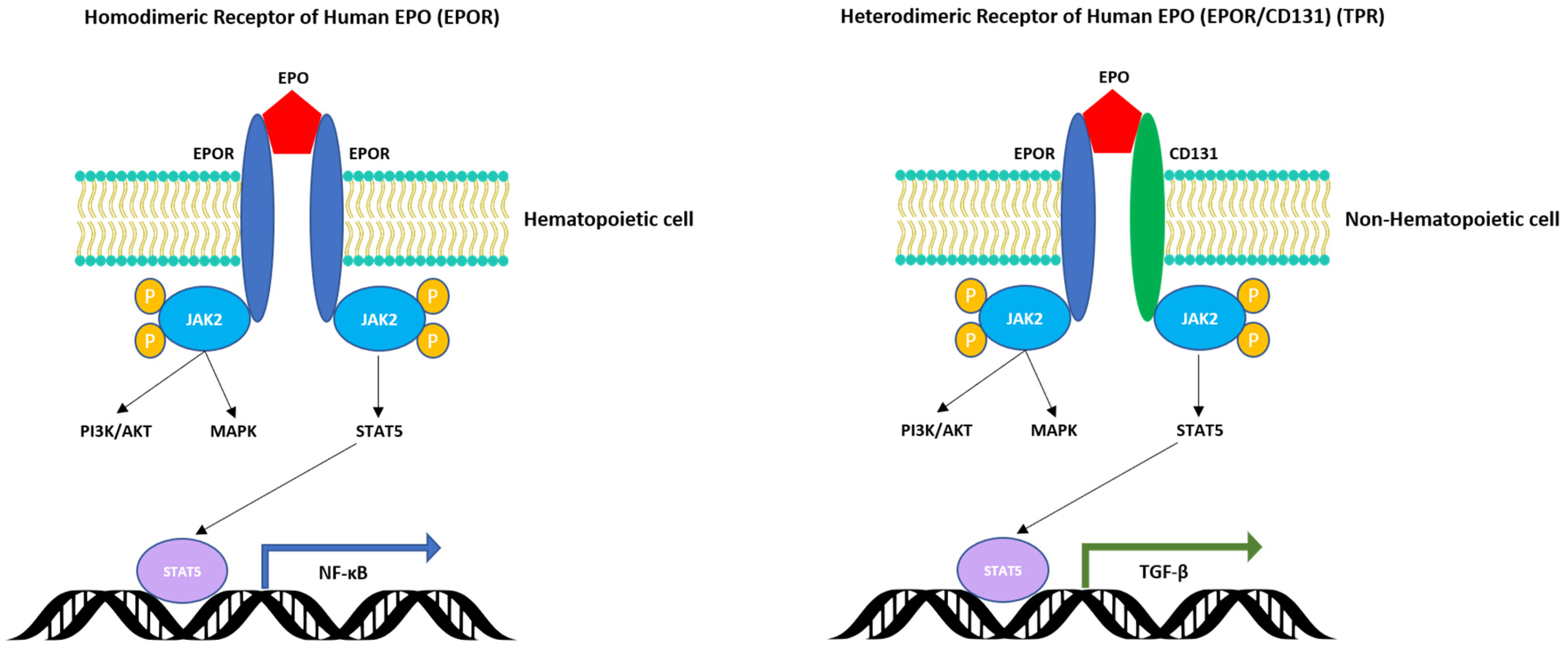 Cells 10 02140 g002 Cells 10 02140 g002