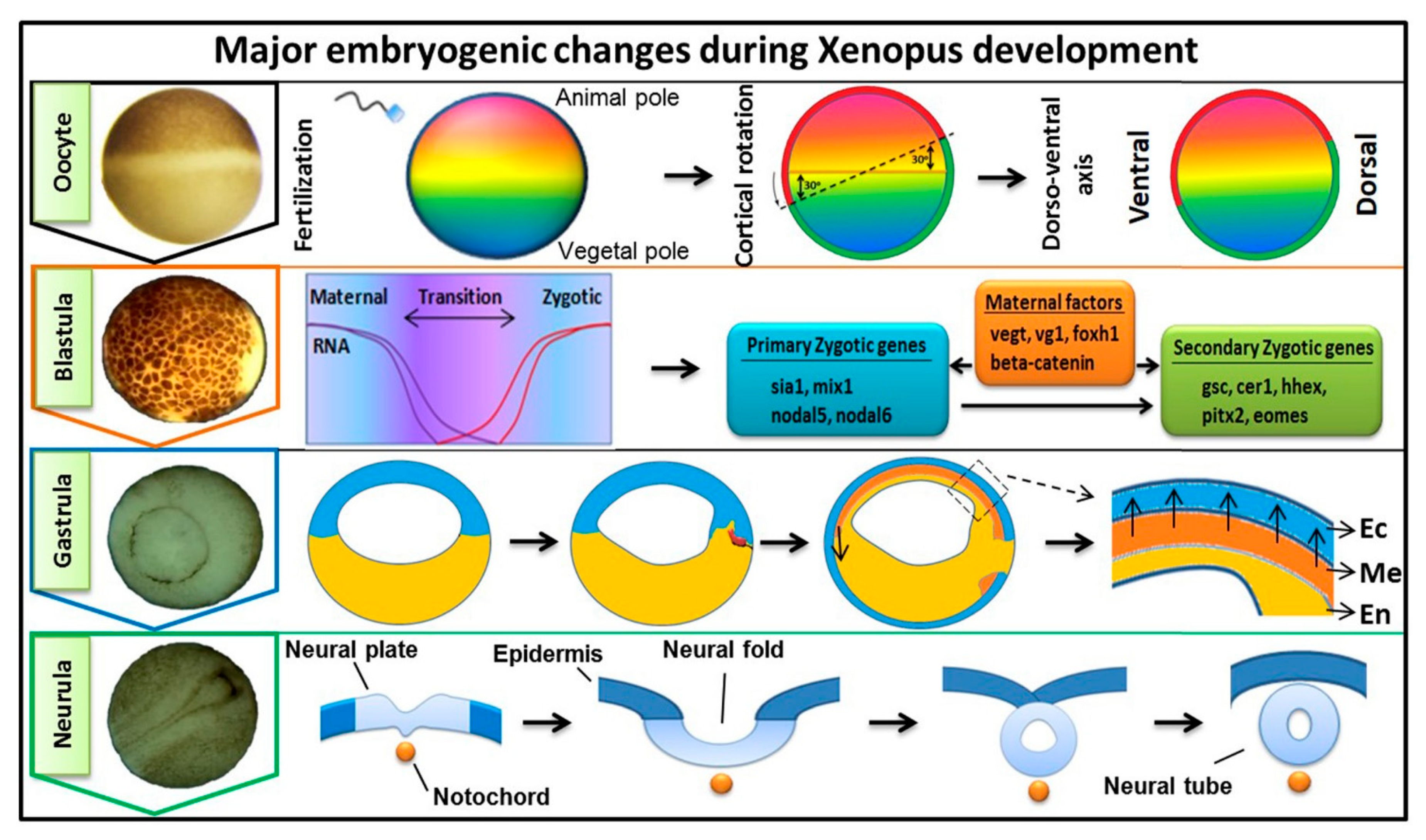 Cells 10 02148 g001 Cells 10 02148 g001