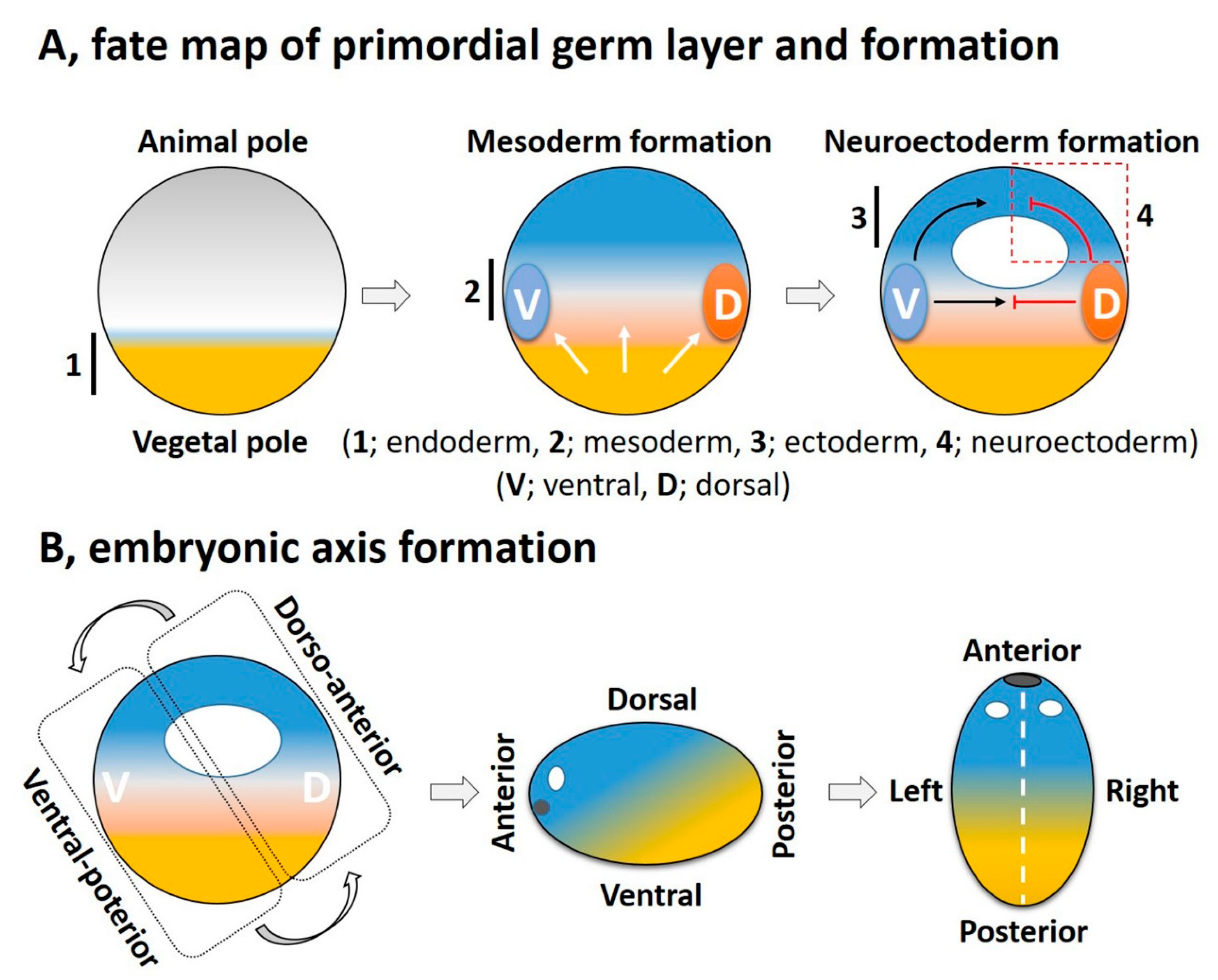 Cells 10 02148 g002 Cells 10 02148 g002