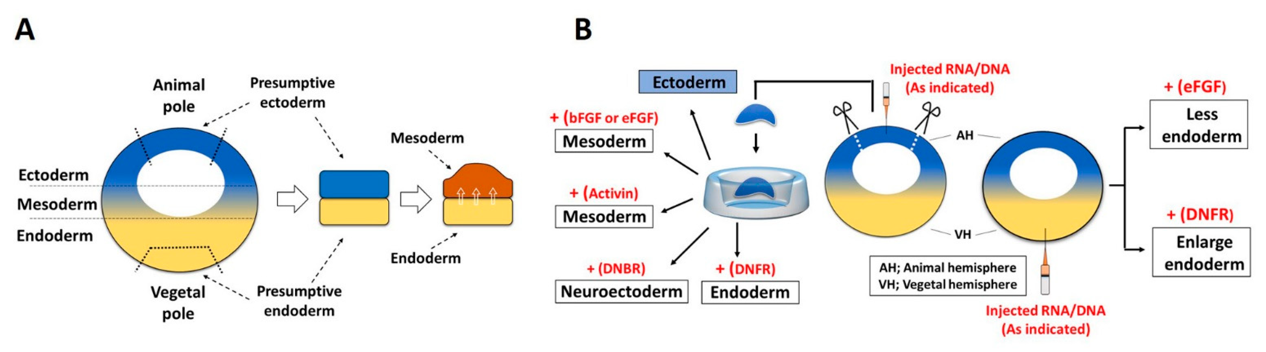 Cells 10 02148 g003 Cells 10 02148 g003