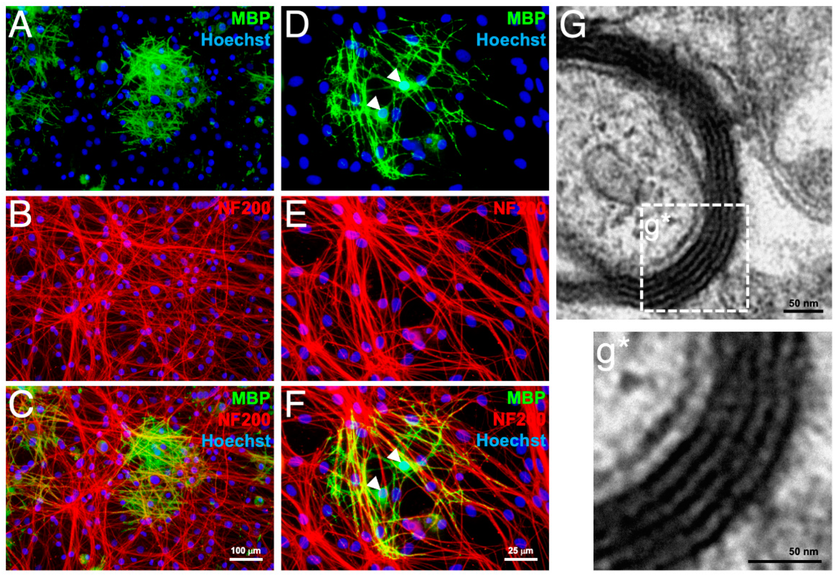 Cells 10 02166 g004