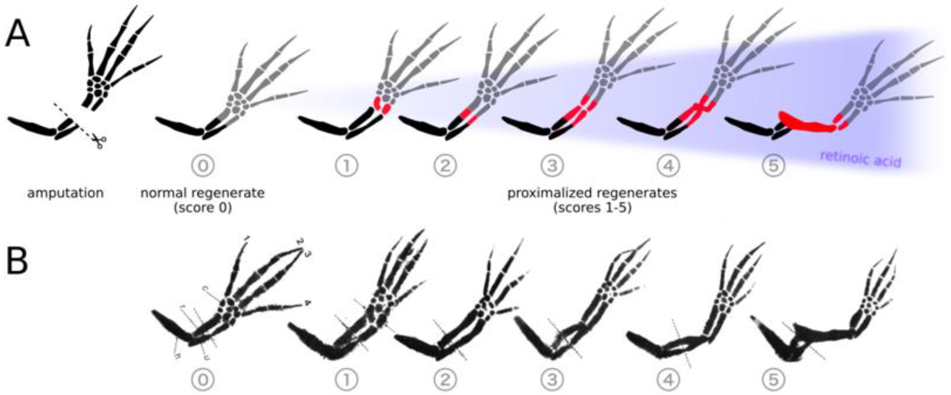 Cells 10 02174 g001 Cells 10 02174 g001