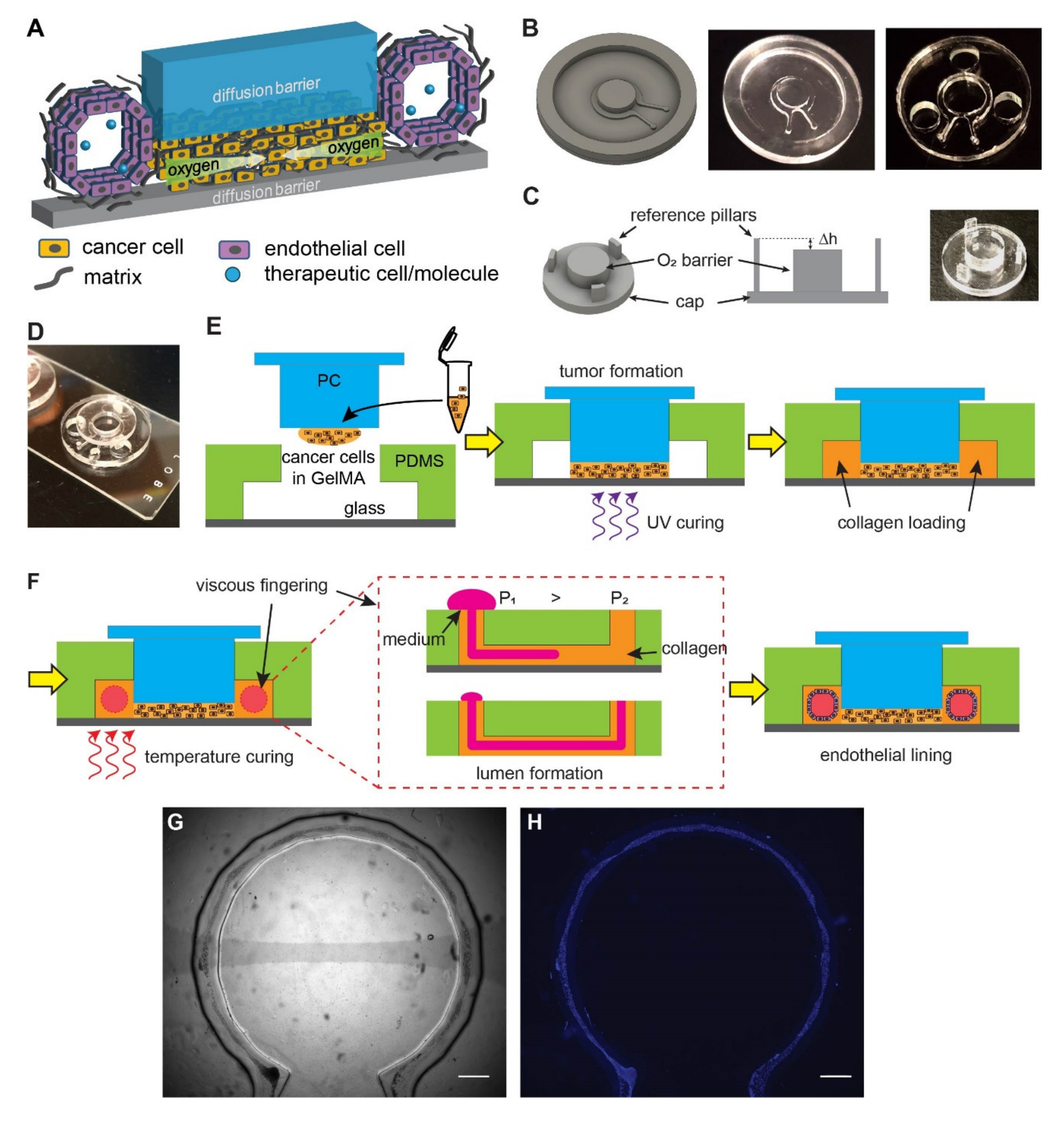 Cells 10 02201 g001 Cells 10 02201 g001