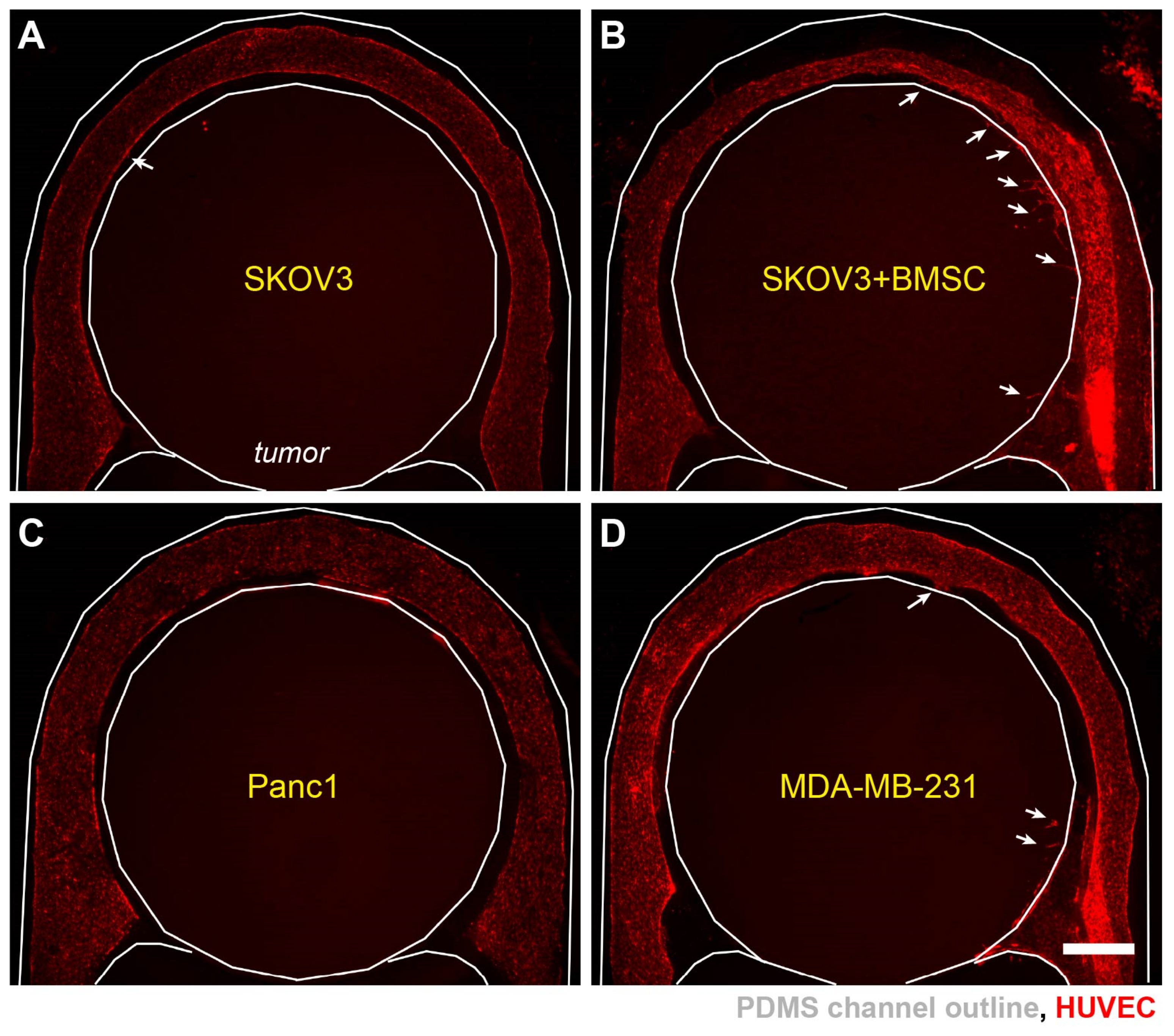 Cells 10 02201 g006 Cells 10 02201 g006