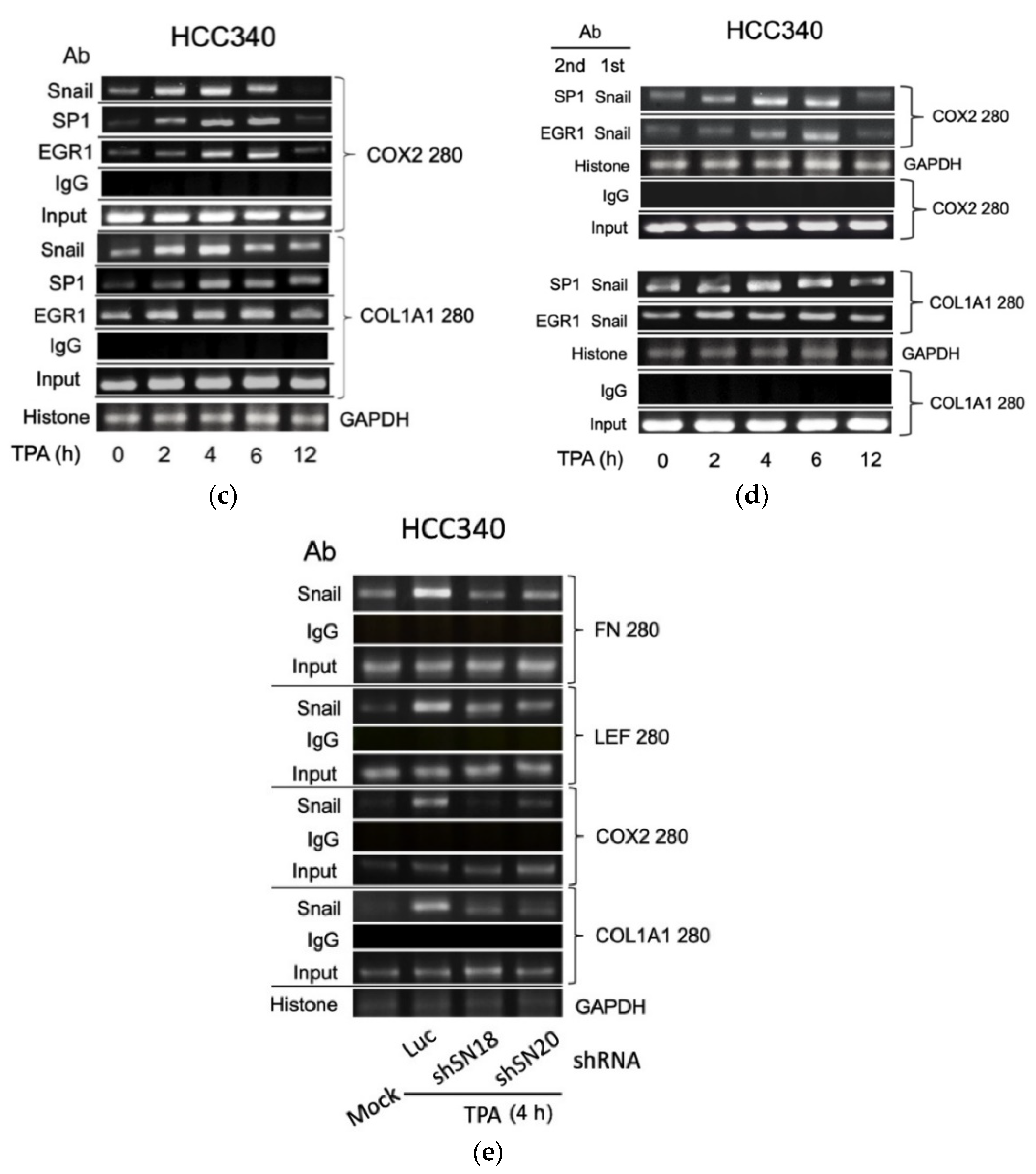 Cells 10 02202 g005b