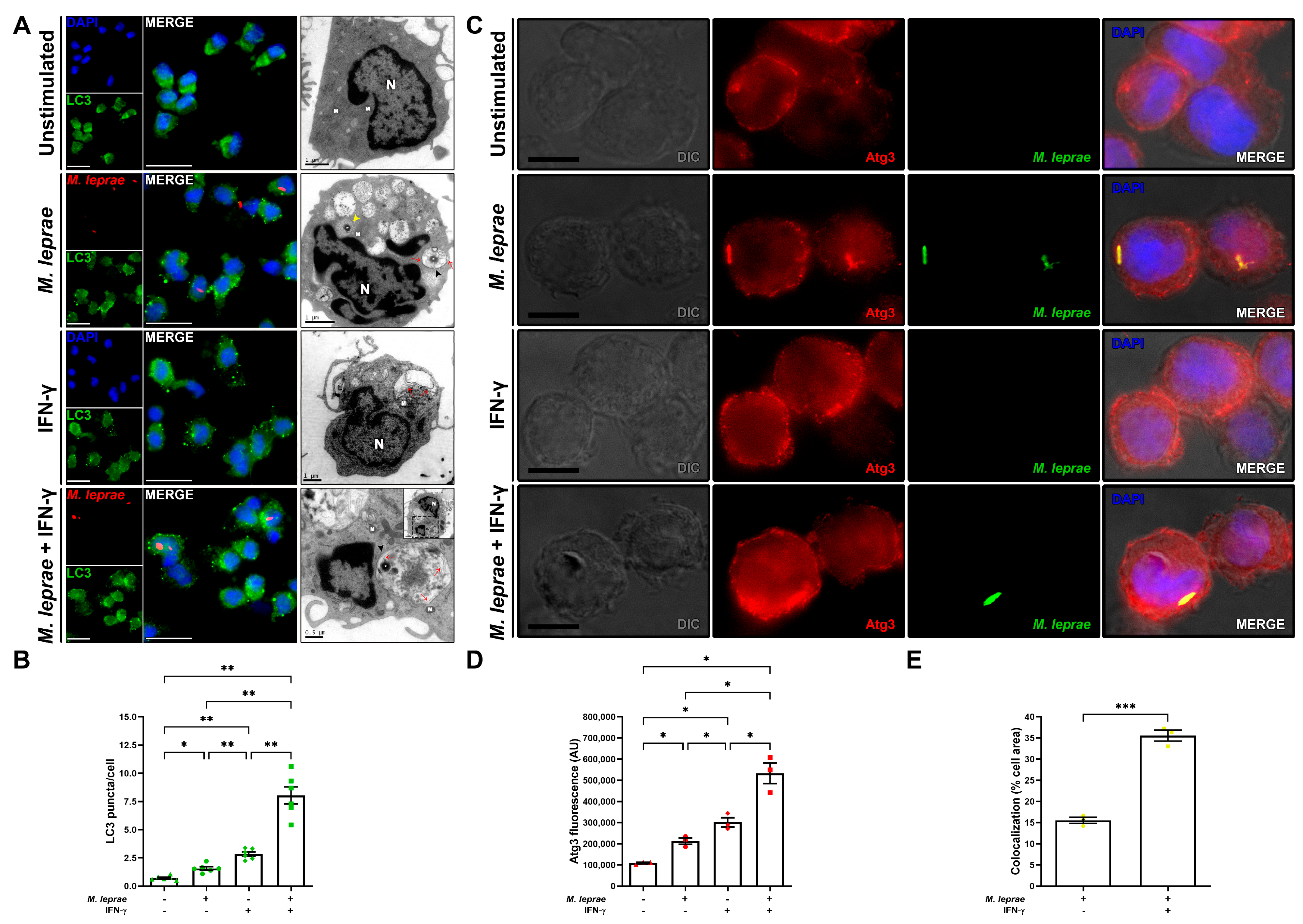 Cells 10 02215 g001