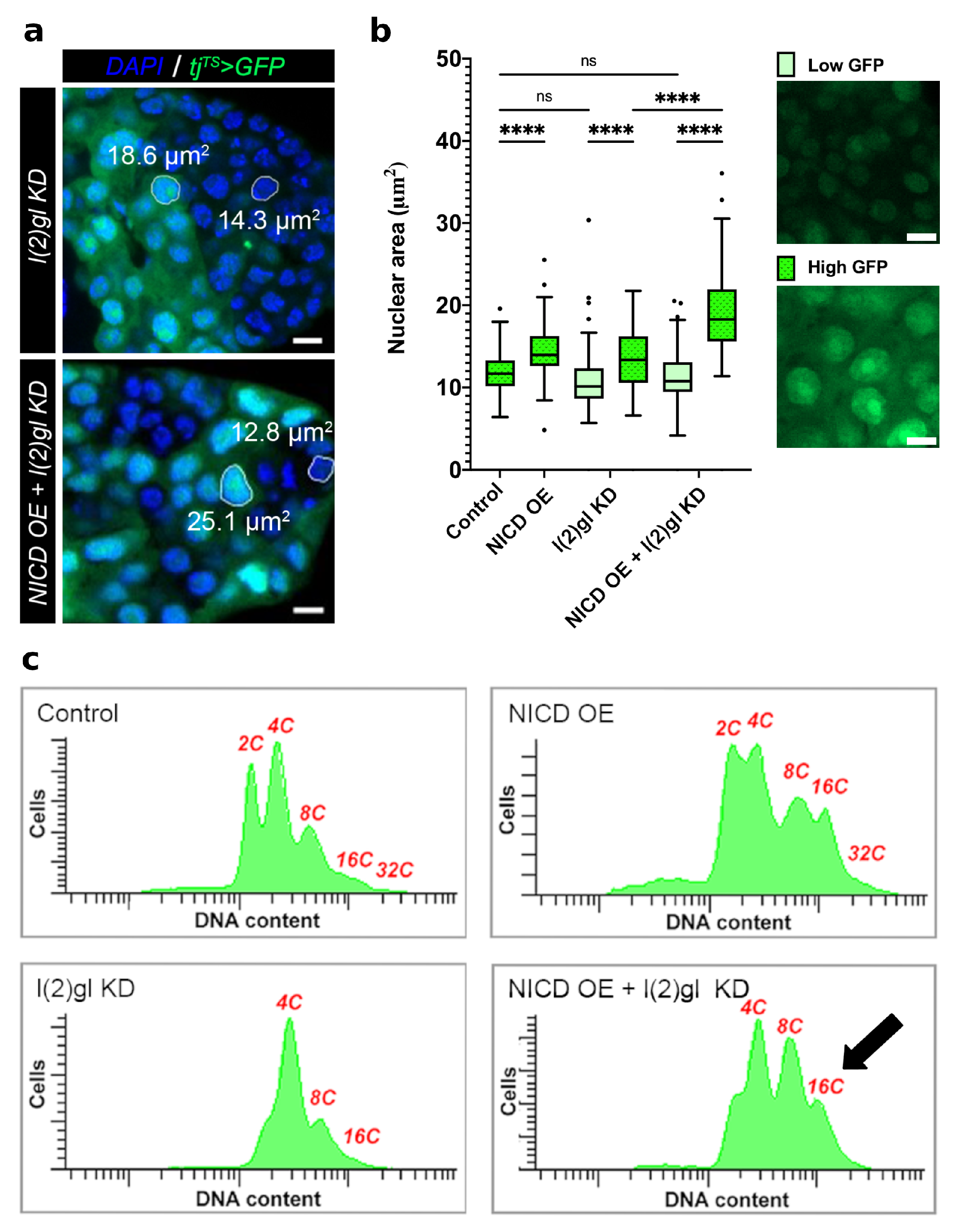 Cells 10 02222 g003