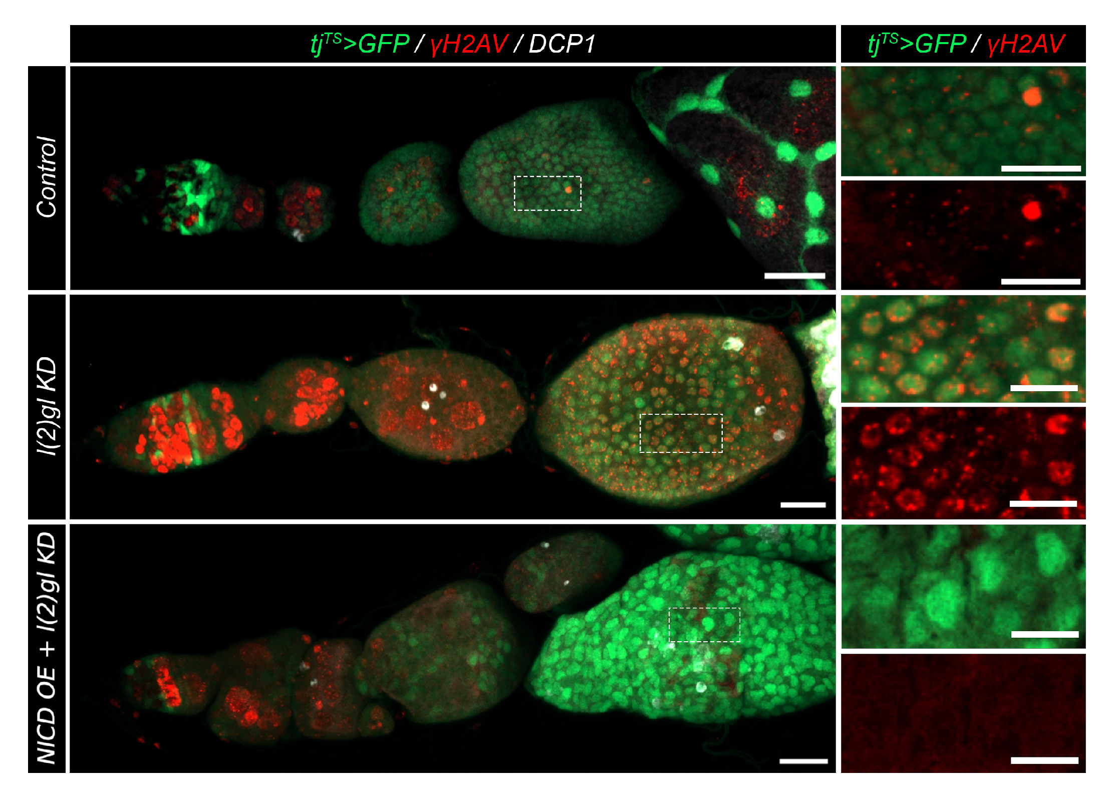 Cells 10 02222 g004