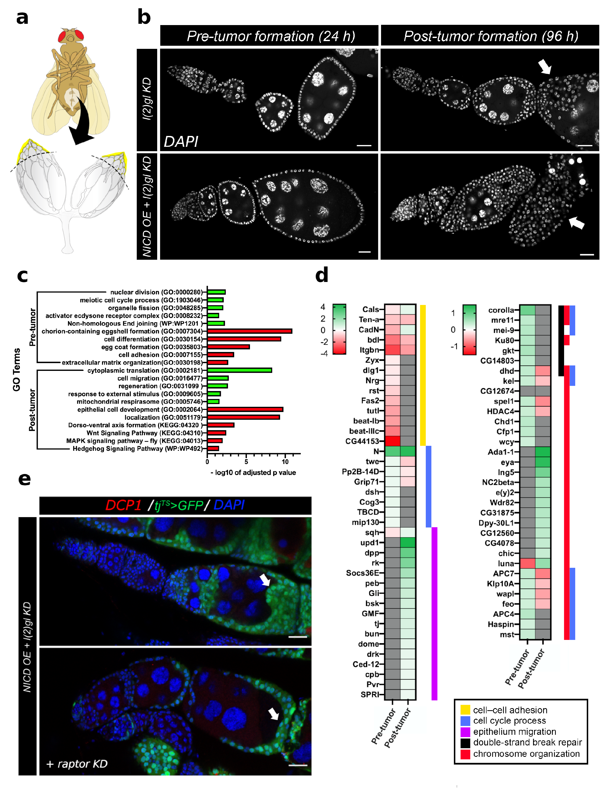 Cells 10 02222 g005