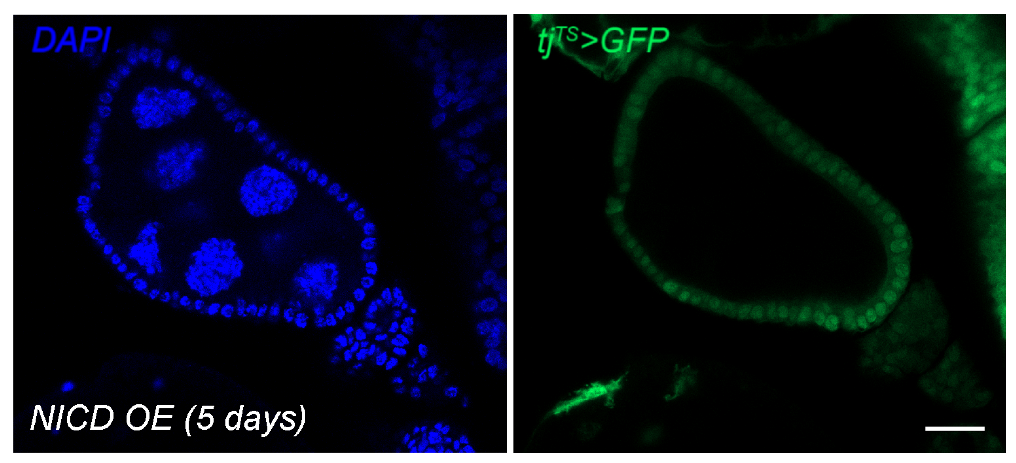 Cells 10 02222 g0a4