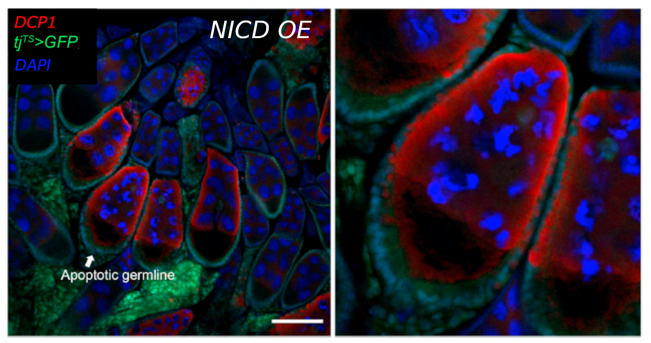 Cells 10 02222 g0a6