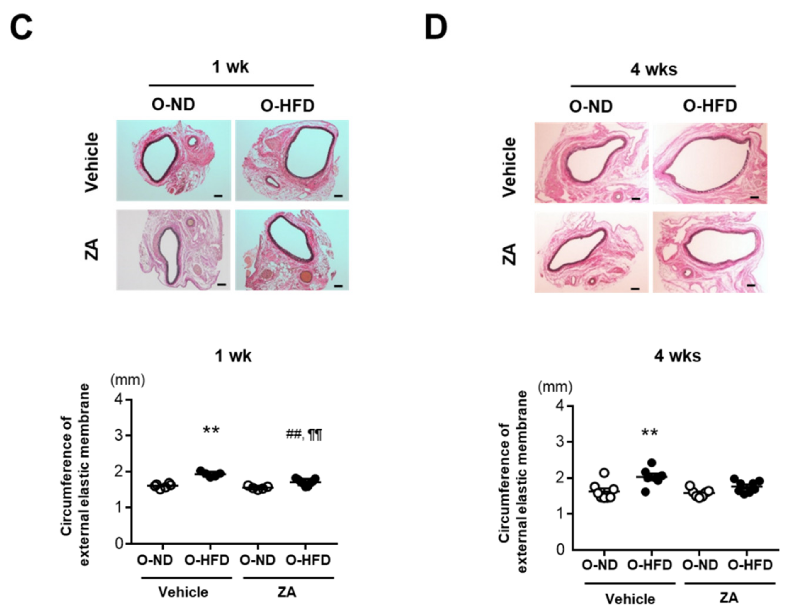 Cells 10 02224 g004b