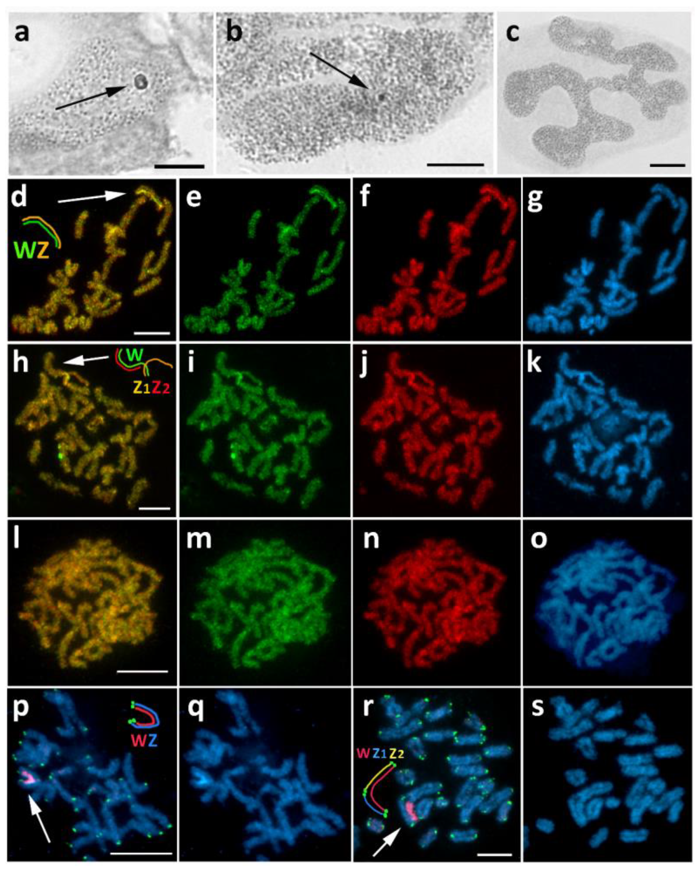 Cells 10 02230 g003 Cells 10 02230 g003