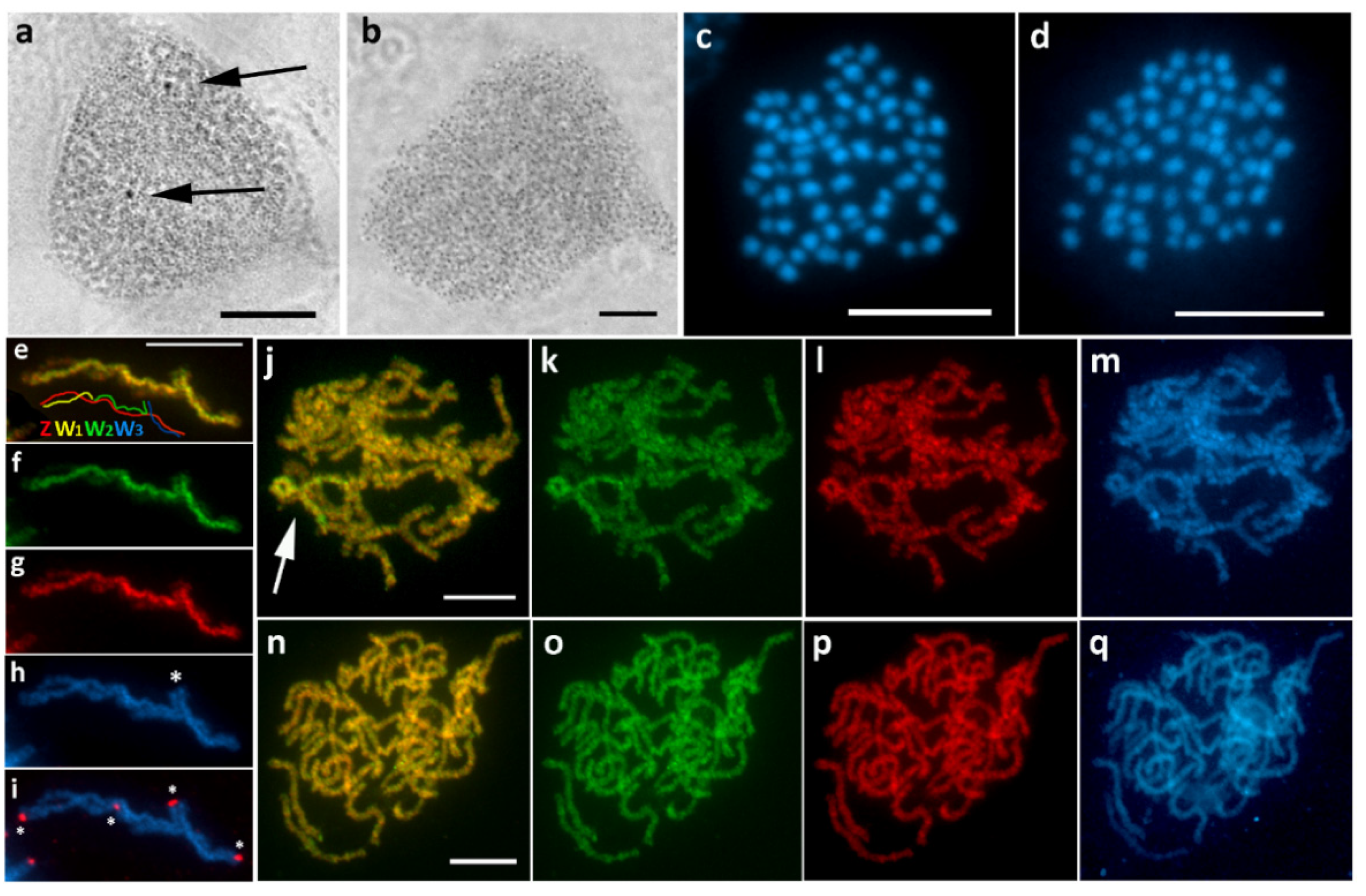 Cells 10 02230 g004 Cells 10 02230 g004