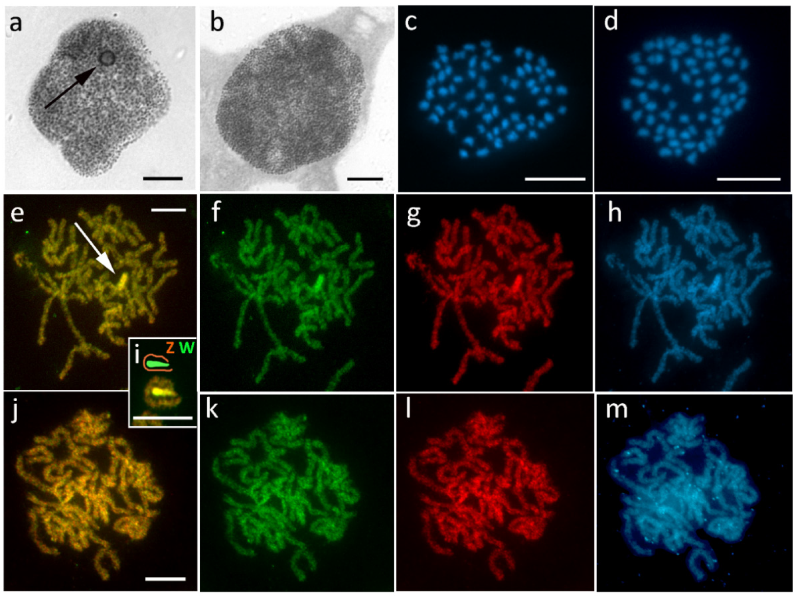 Cells 10 02230 g006 Cells 10 02230 g006