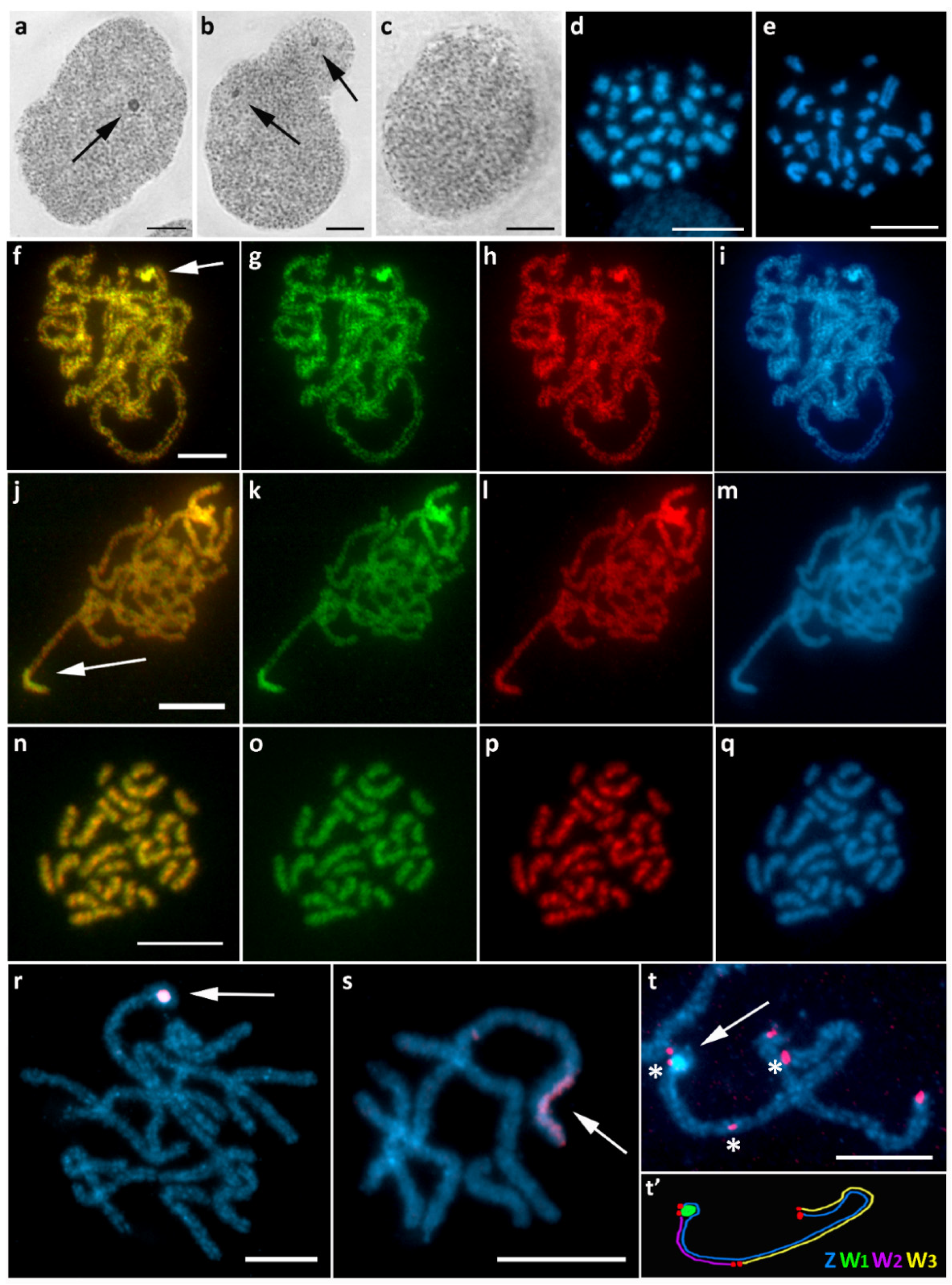 Cells 10 02230 g007 Cells 10 02230 g007