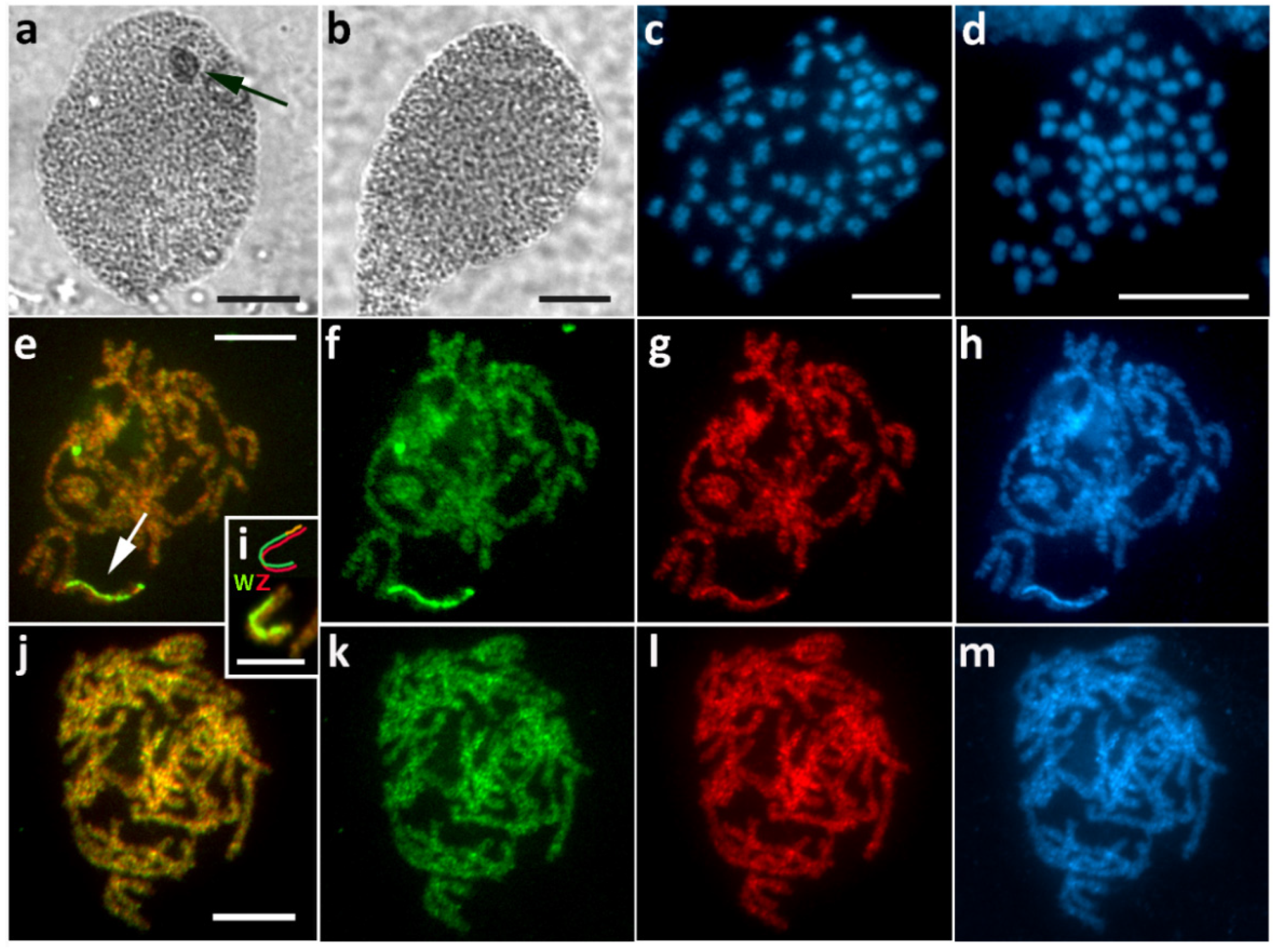 Cells 10 02230 g008 Cells 10 02230 g008