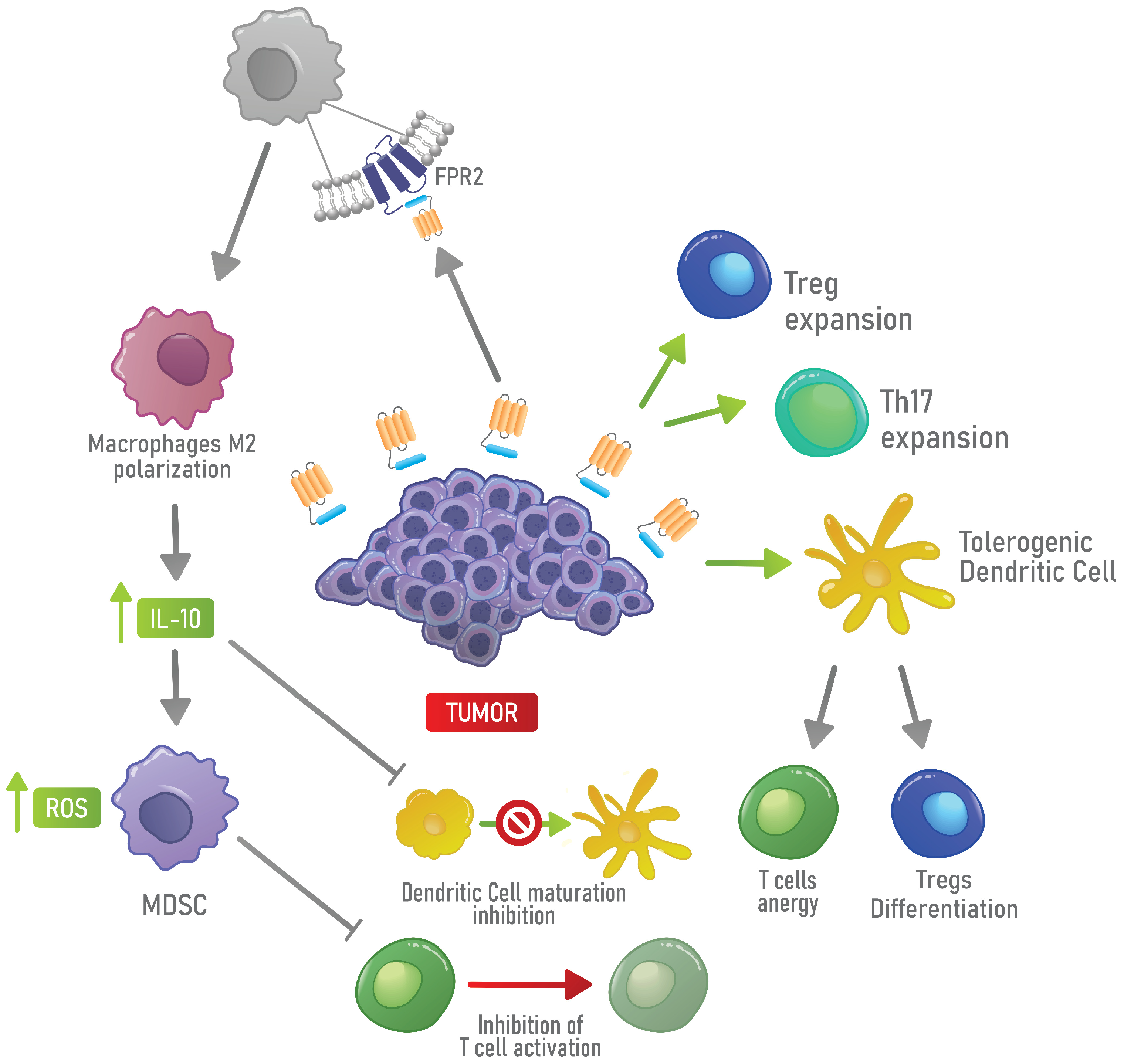 Cells 10 02245 g004 Cells 10 02245 g004