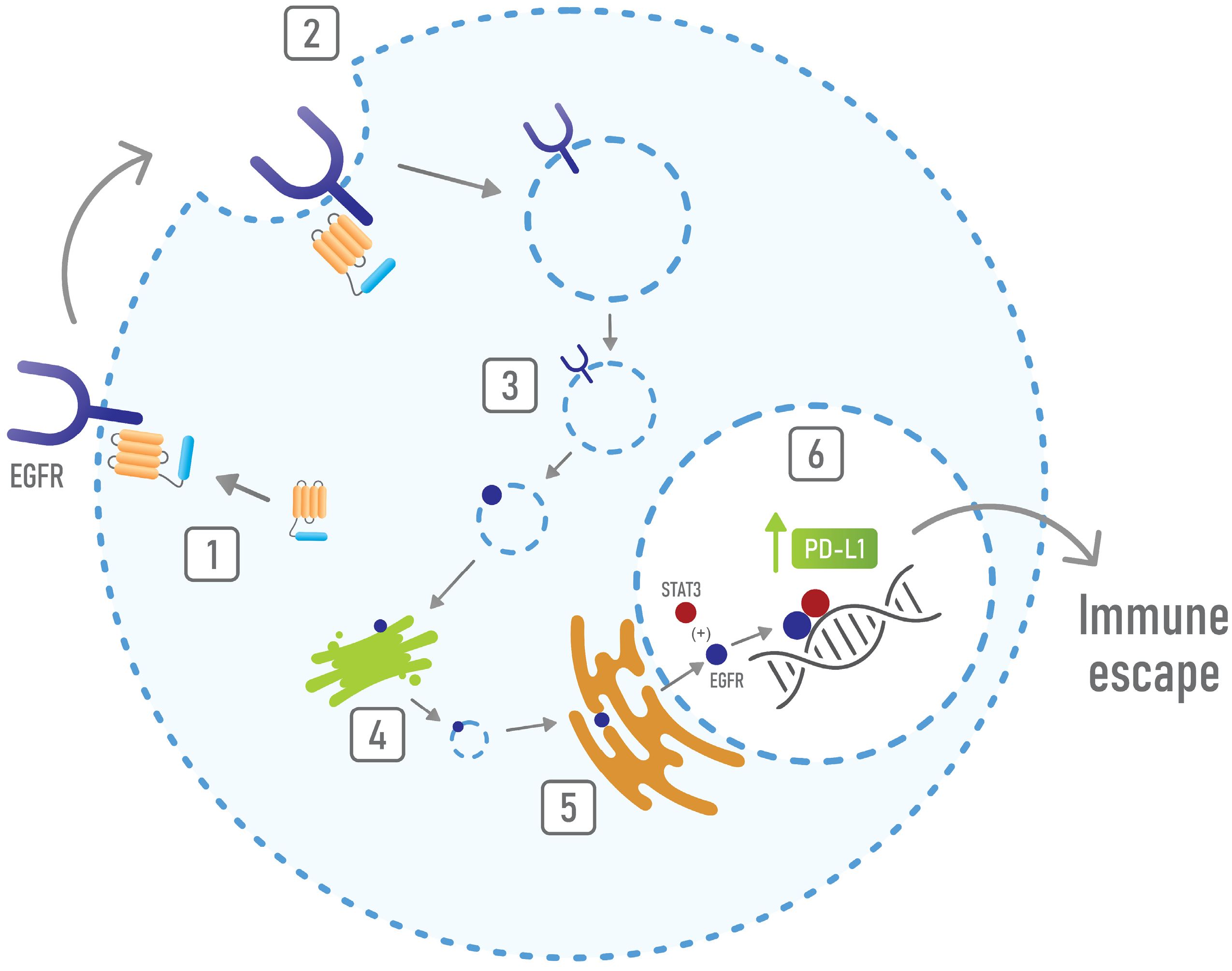 Cells 10 02245 g005 Cells 10 02245 g005