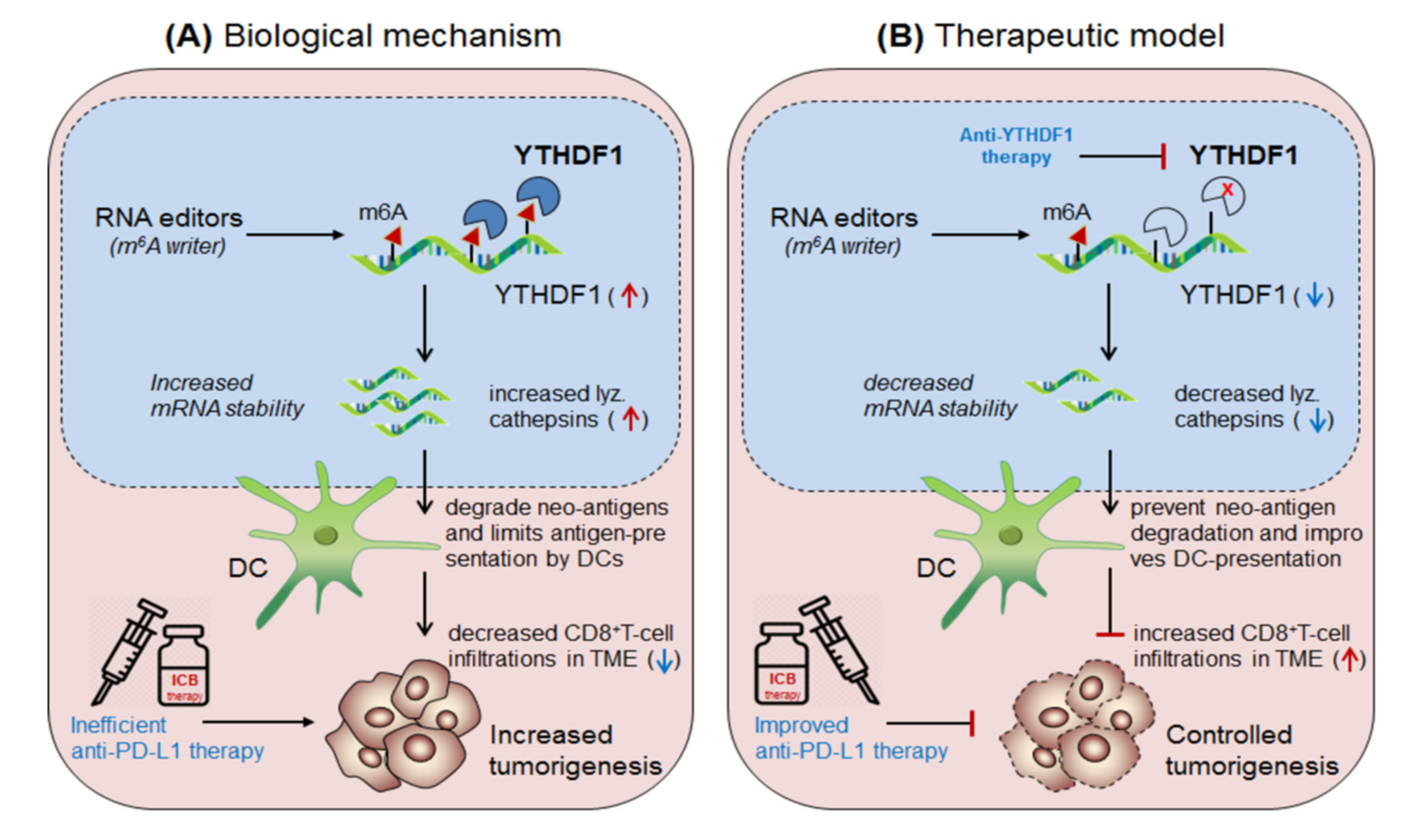 Cells 10 02250 g007 Cells 10 02250 g007