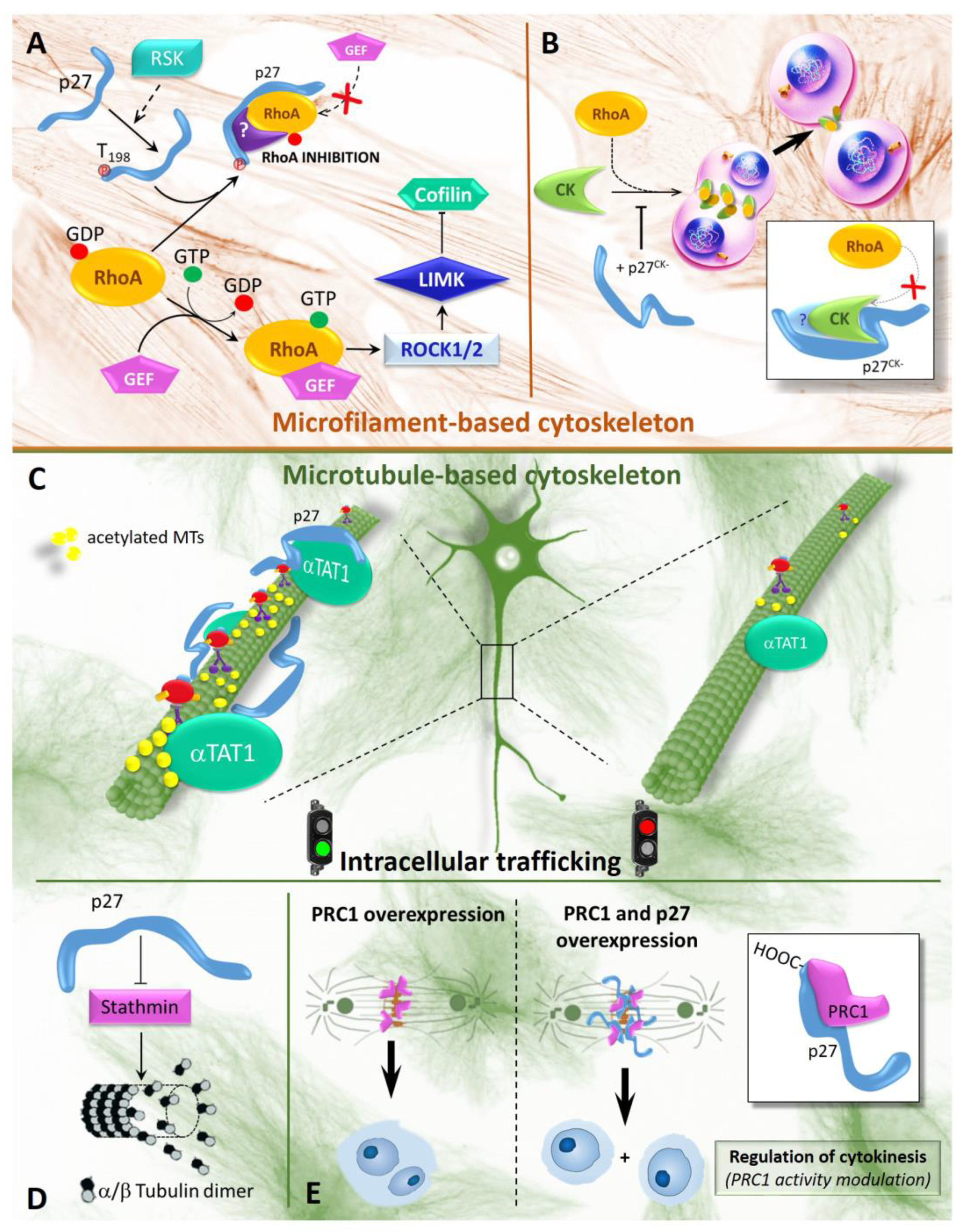 Cells 10 02254 g002 Cells 10 02254 g002