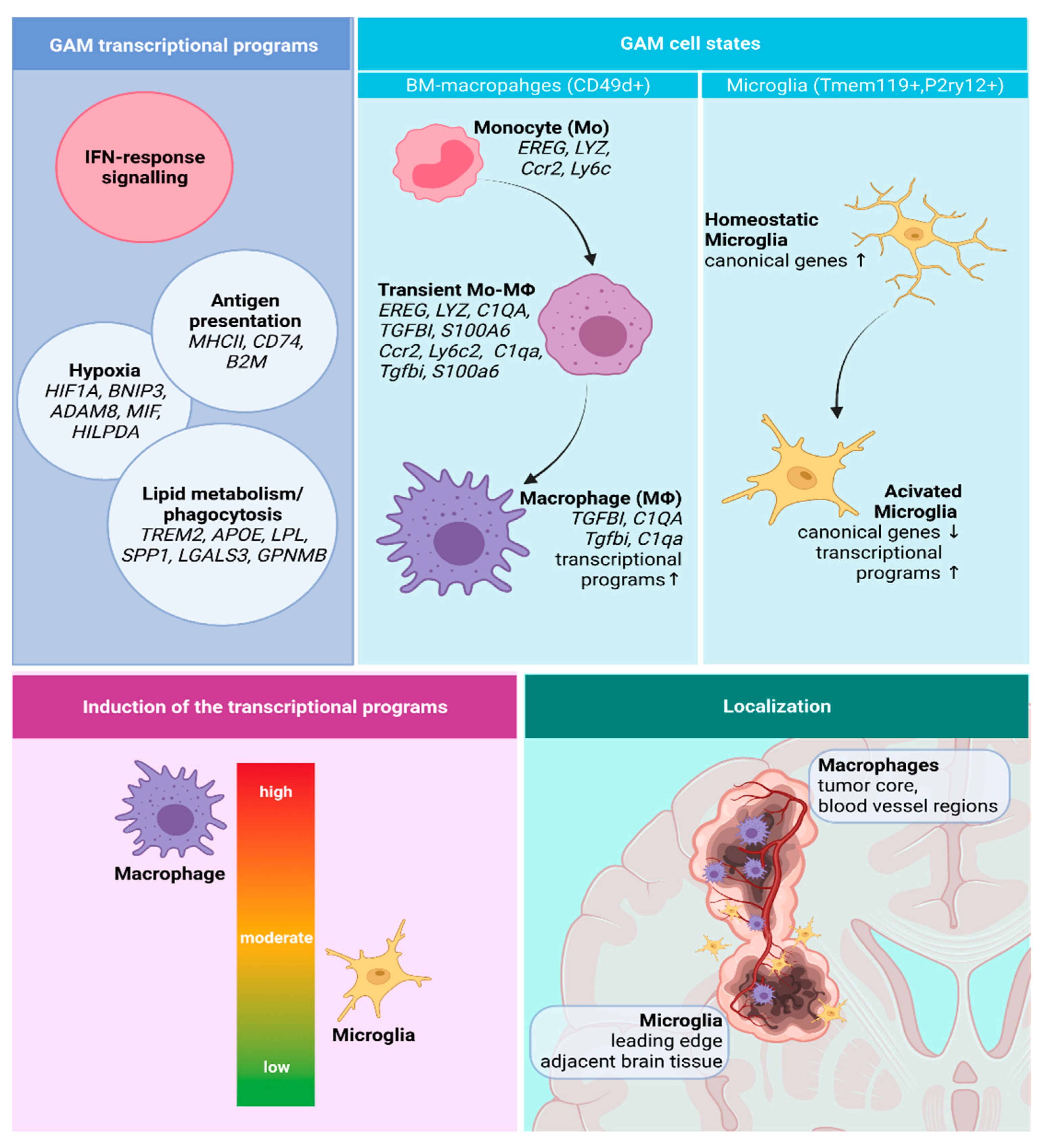 Cells 10 02264 g002 Cells 10 02264 g002