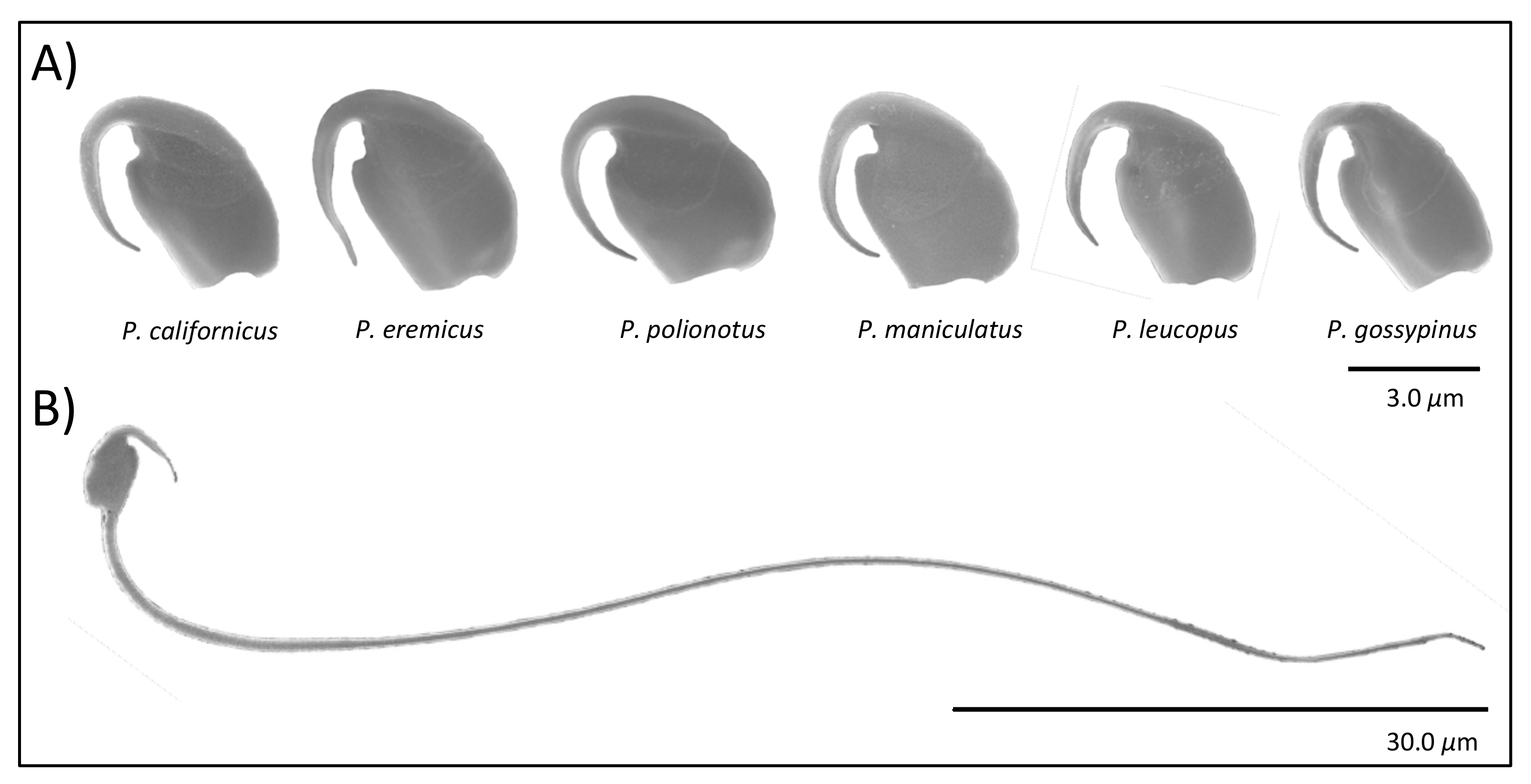 Cells 10 02279 g001 Cells 10 02279 g001