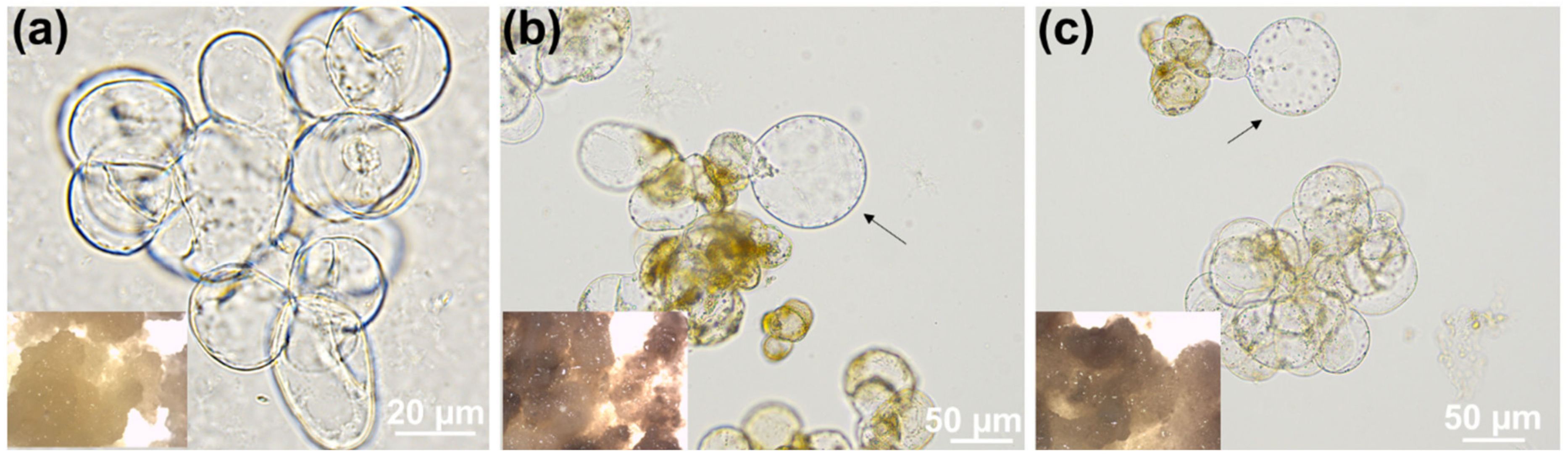 Cells 10 02295 g002 Cells 10 02295 g002