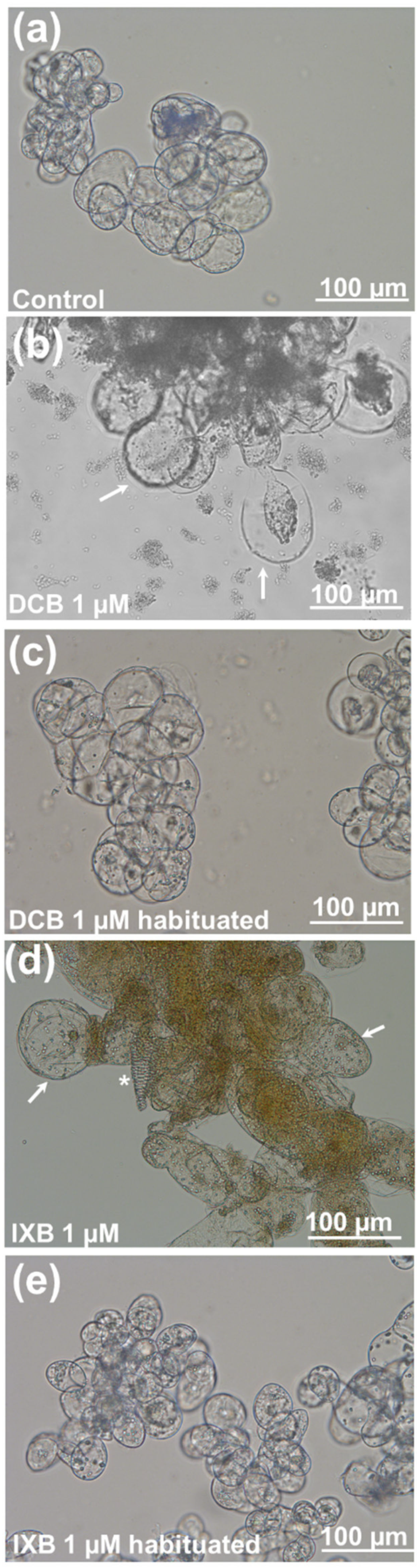 Cells 10 02295 g003 Cells 10 02295 g003